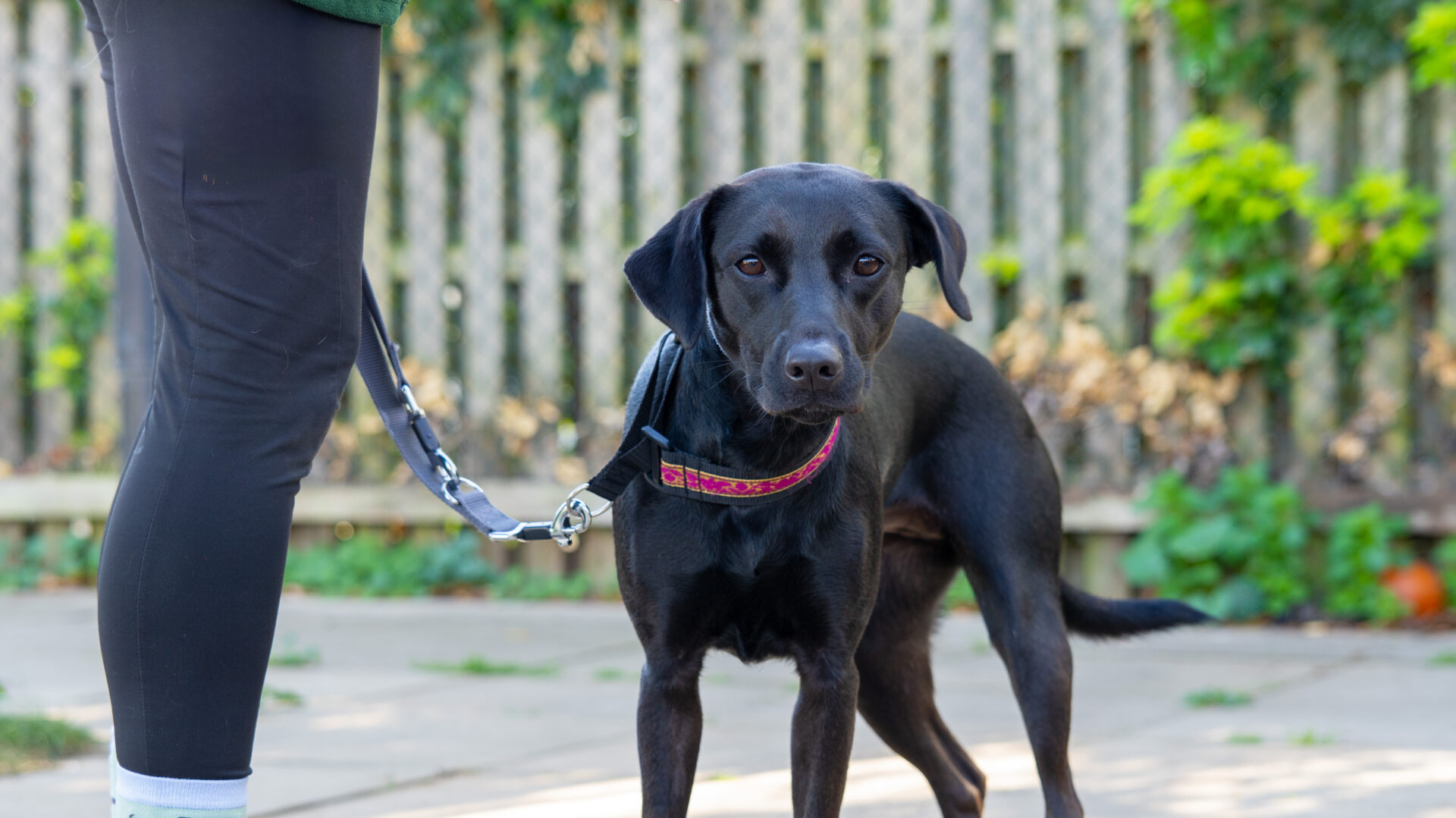 A black Labrador Cross with a pink collar stands on a leash beside a person in black leggings outdoors, with a wooden fence and greenery in the background.