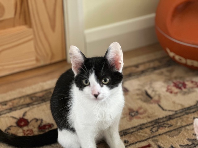 A black and white kitten with large ears sits on a patterned rug, looking directly at the camera. A wooden door and an orange pet bed are visible in the background.