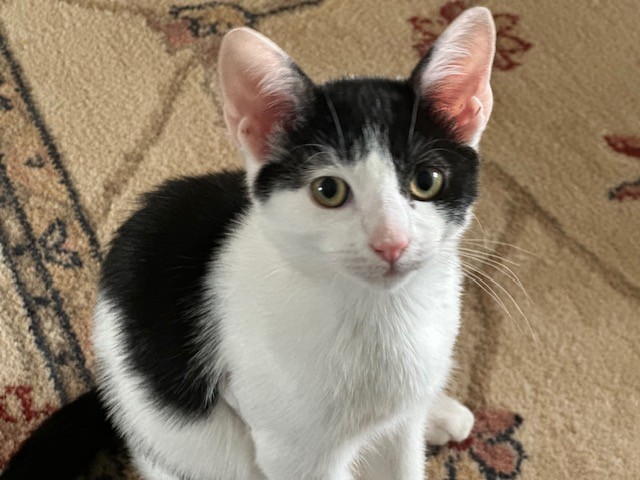 A black and white kitten with large ears sits on a patterned beige carpet, looking up at the camera with wide, curious eyes.