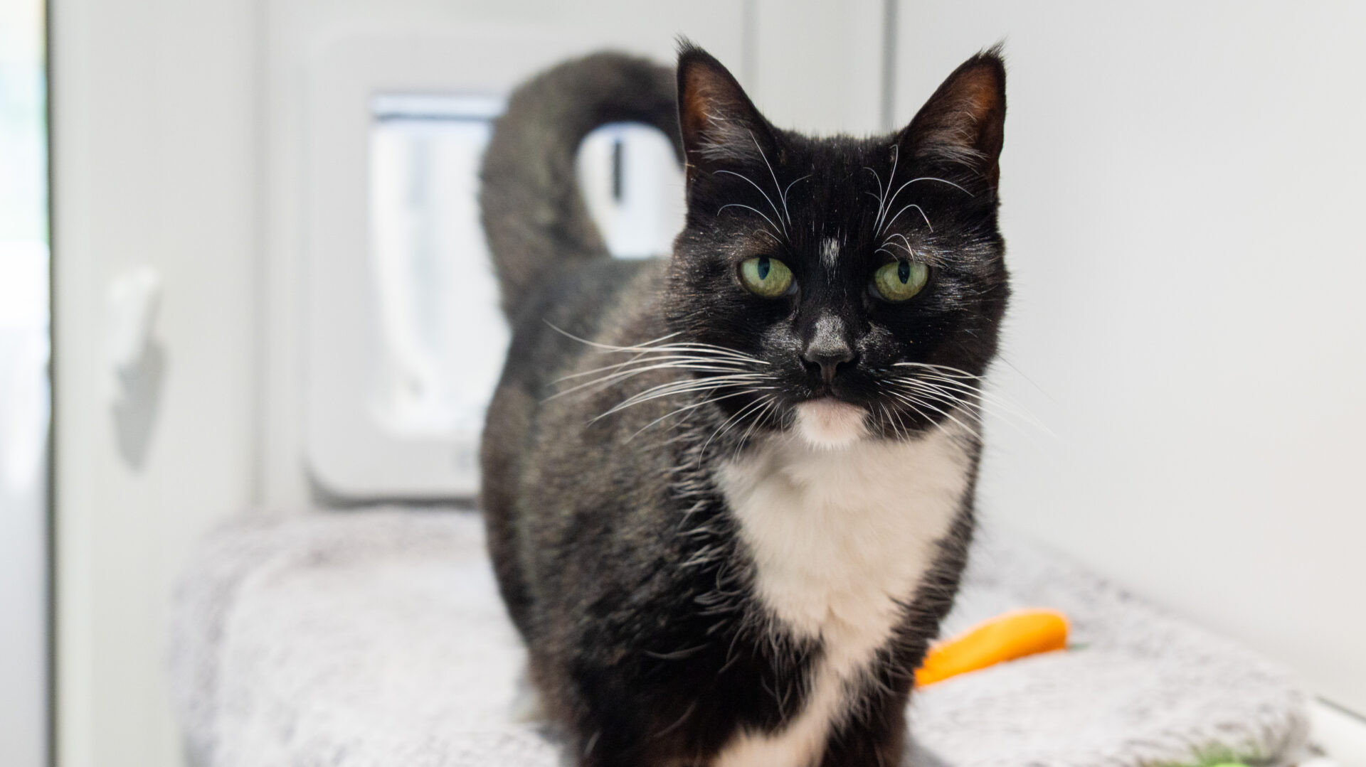 A black and white cat with green eyes stands on a gray surface near a cat flap, looking directly at the camera. An orange object is visible beside the cat.