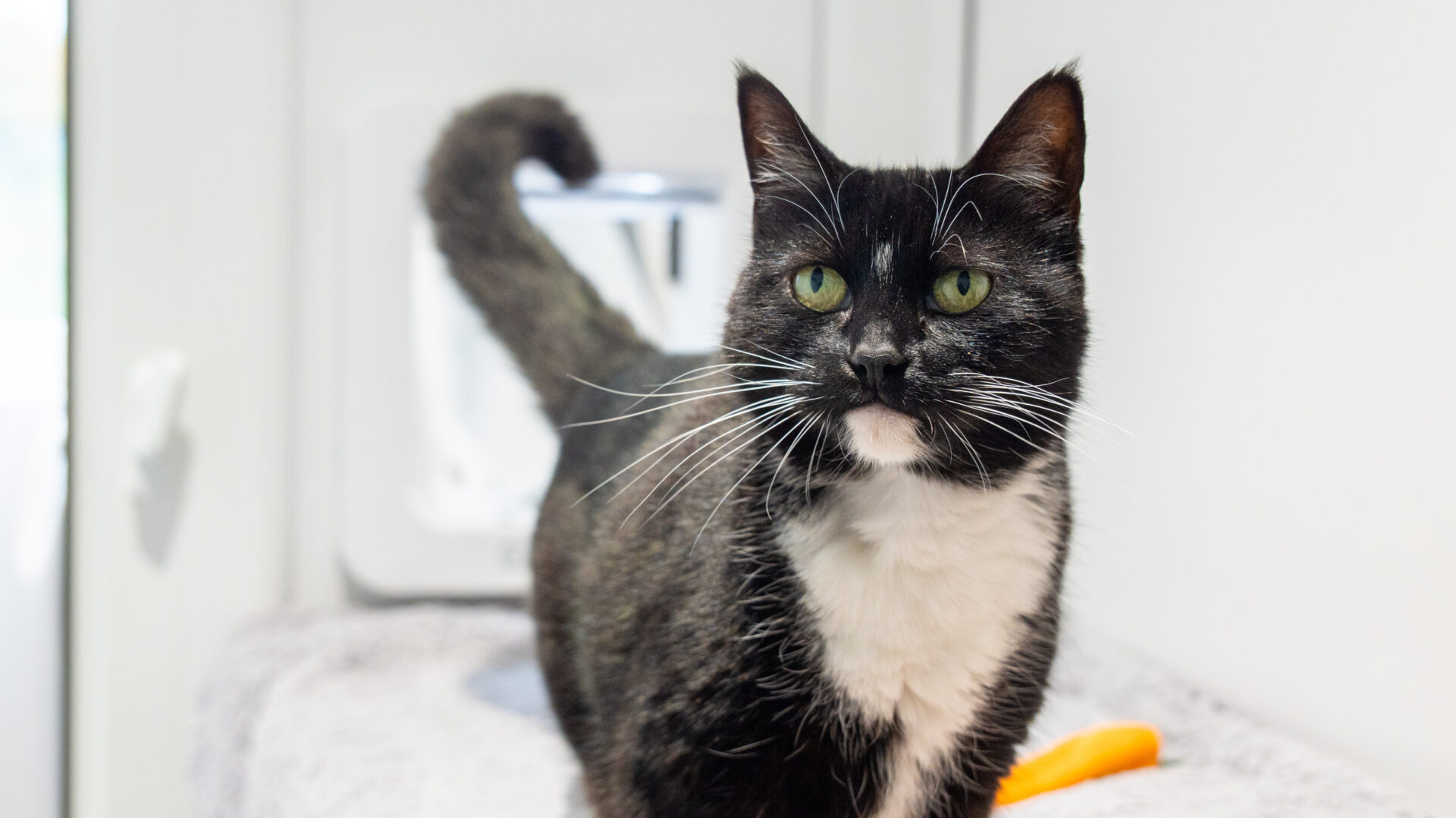 A black and white cat with green eyes stands on a light-colored surface, looking toward the camera, with its tail curved upward in the background.