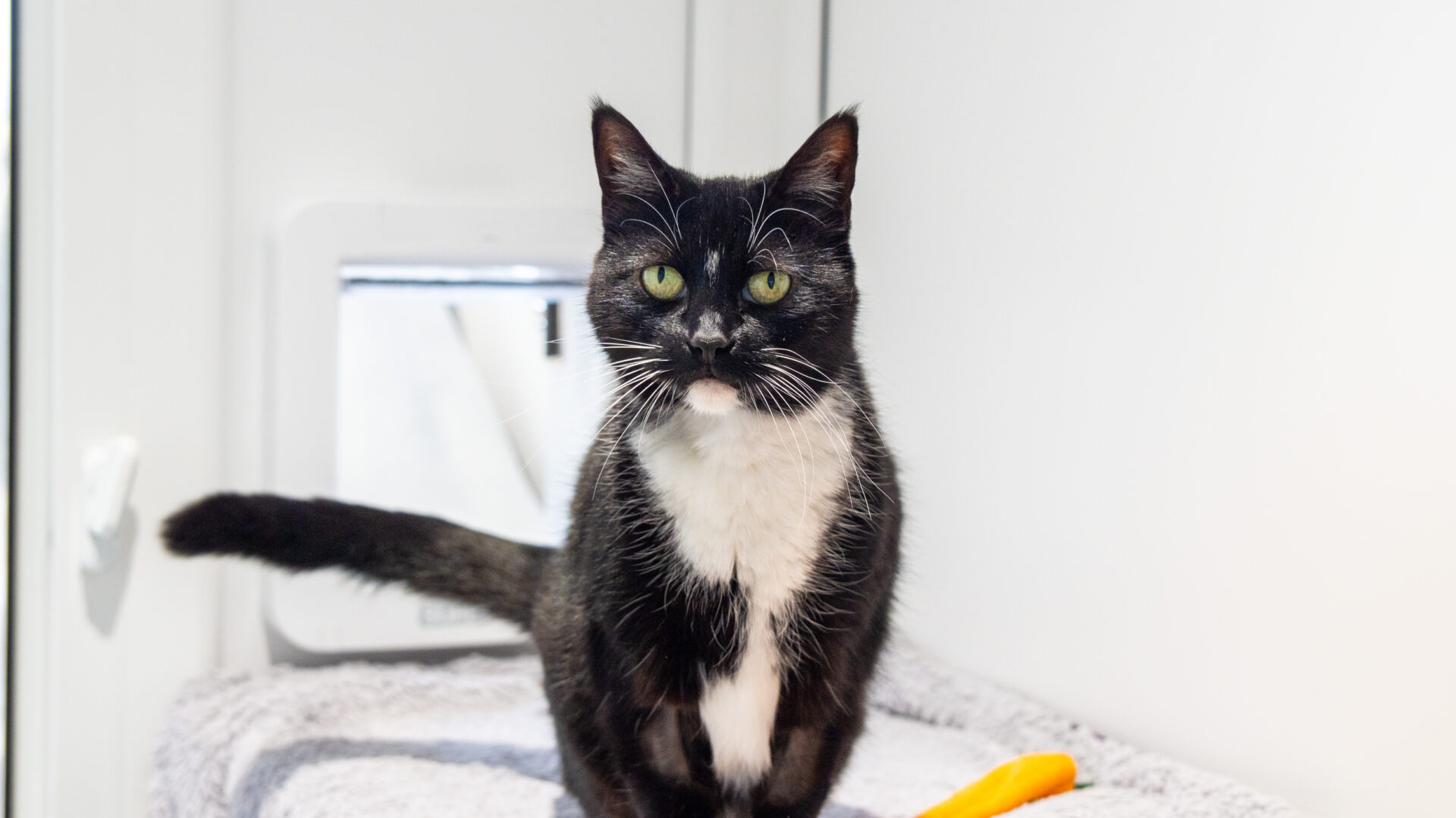 A black and white cat with green eyes sits on a gray towel in a bright room, looking at the camera. A yellow toy and a cat door are visible in the background.