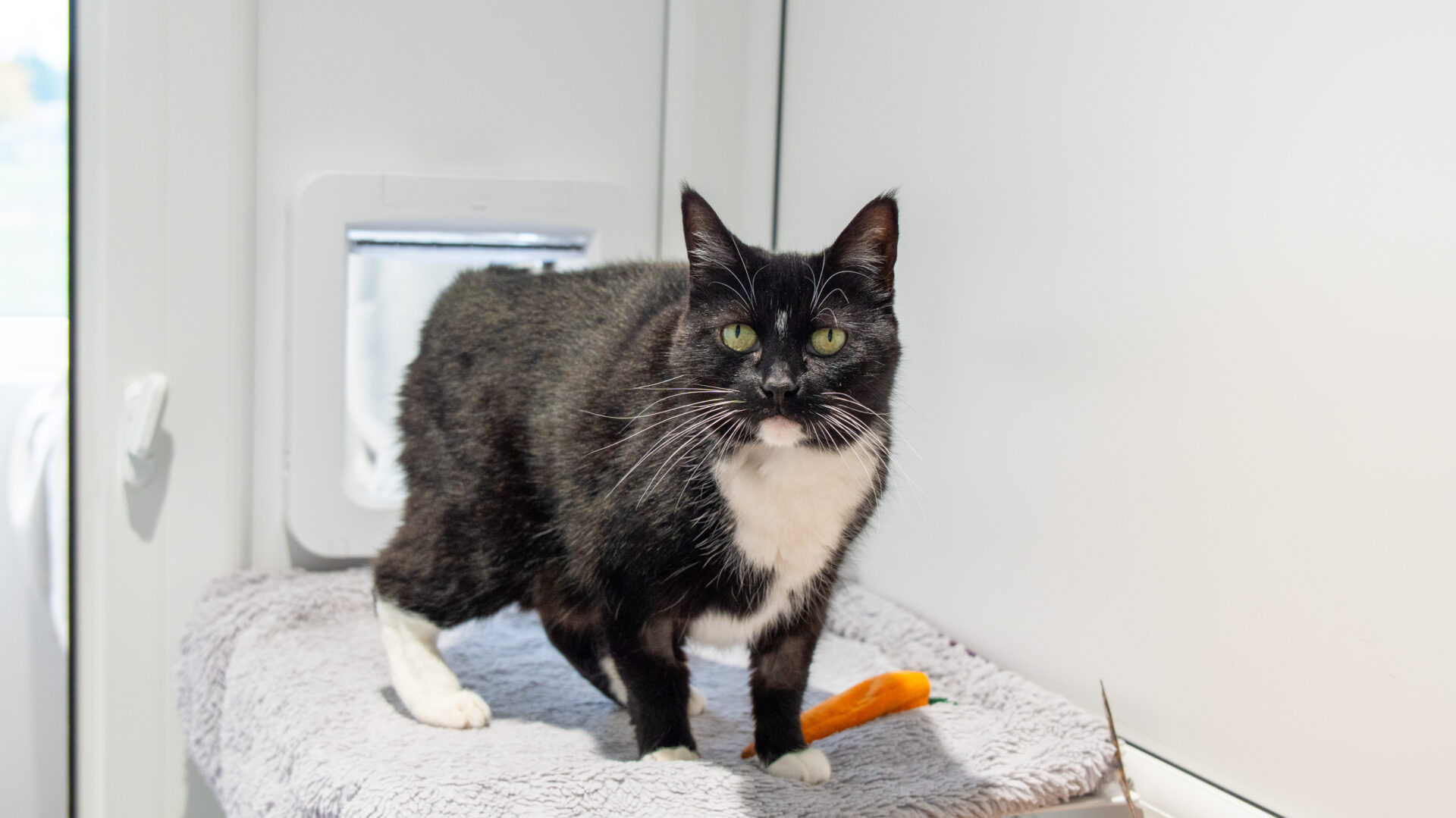 A black and white cat with green eyes stands on a gray towel by a white wall, next to an orange carrot and a cat flap door.