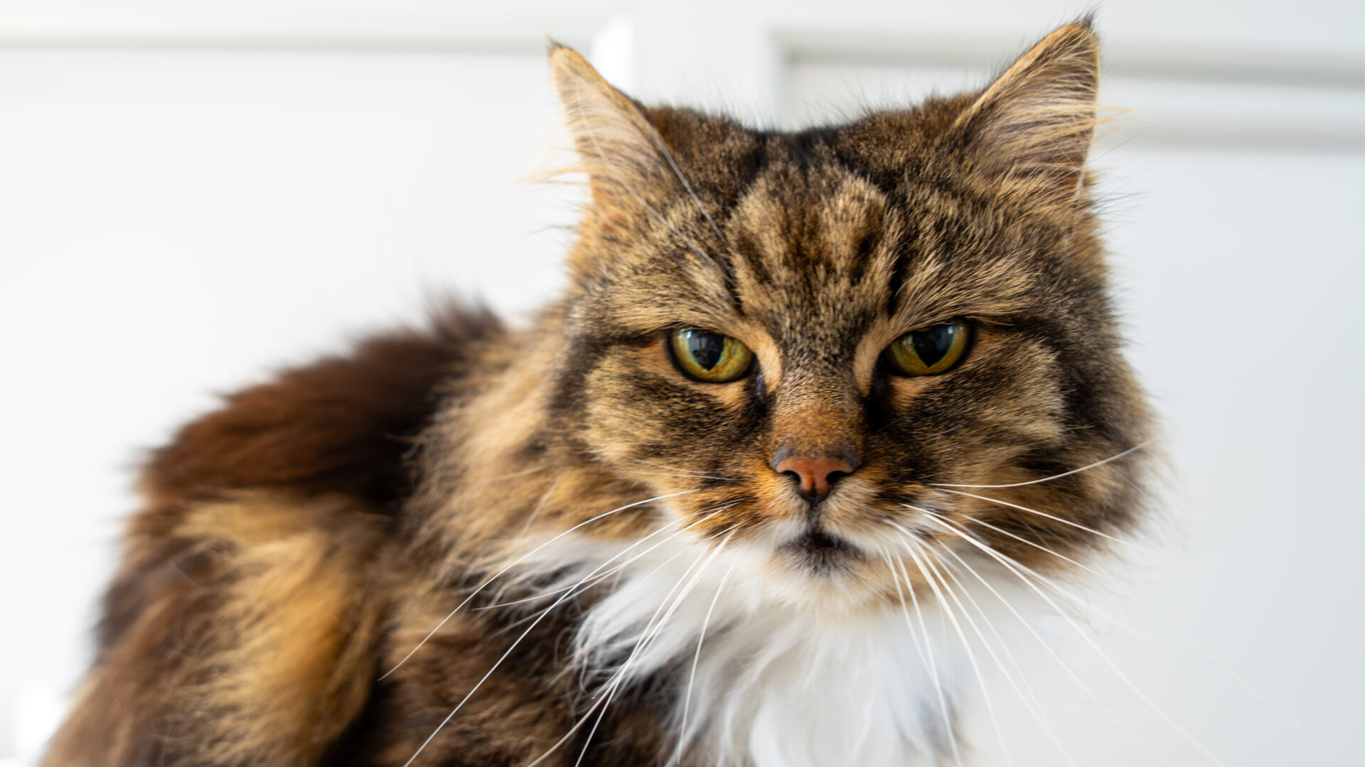 A close-up of a long-haired brown and white tabby cat with greenish-yellow eyes, looking directly at the camera against a softly blurred white background.