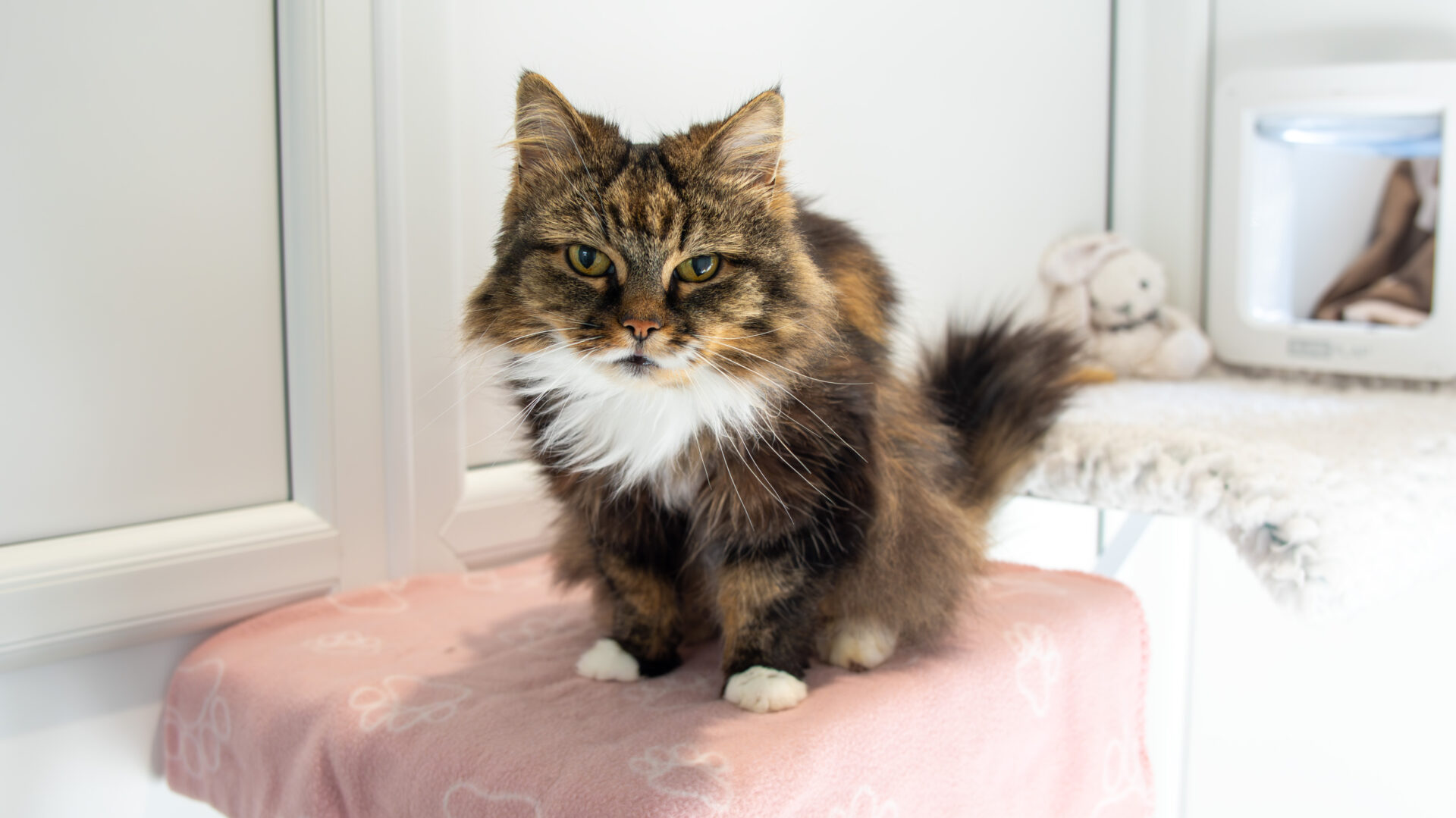 A long-haired brown and white cat sits on a pink blanket with paw prints, looking directly at the camera in a bright, clean room. A stuffed animal and cat bed are visible in the background.