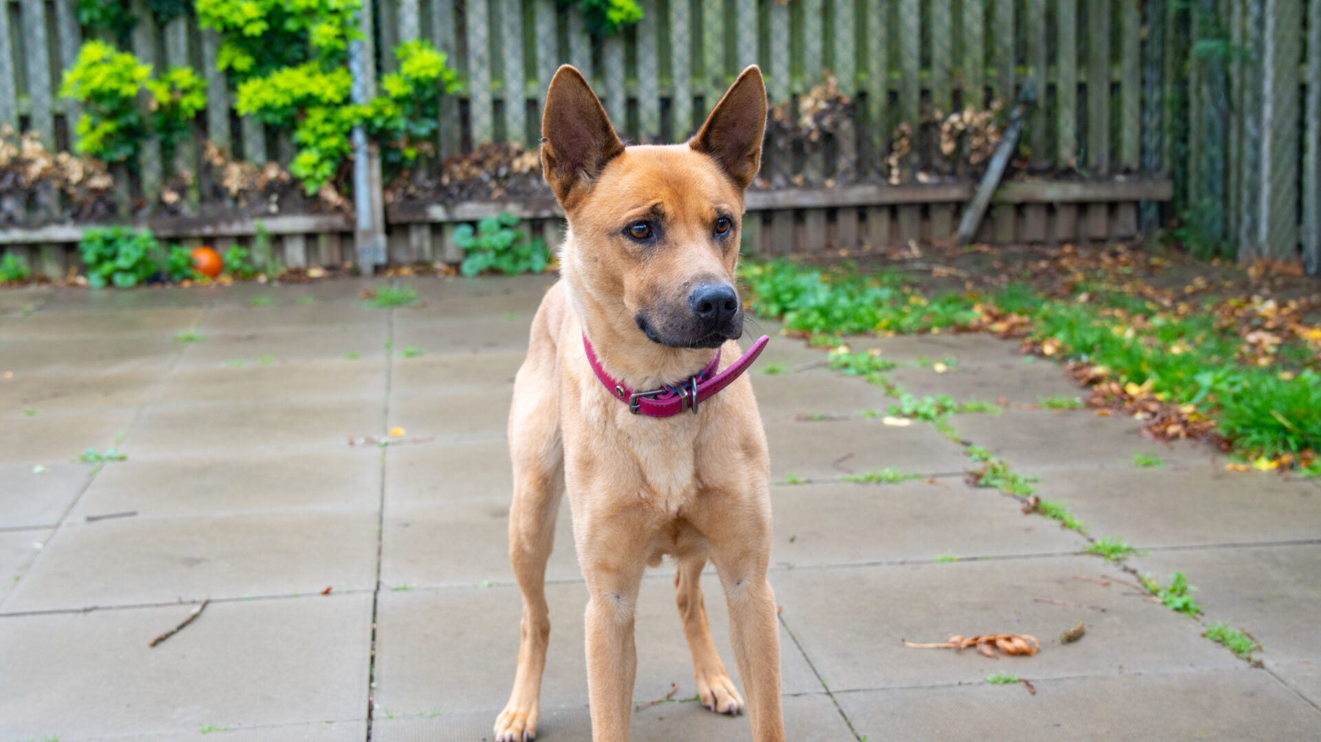 A tan mongrel with upright ears and a pink collar stands alert on a paved patio, with green plants and a wooden fence in the background.