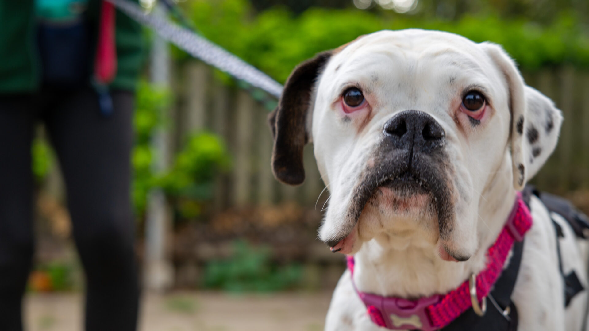 A white Boxer dog with black spots and a pink harness looks toward the camera while on a leash outdoors, with a person standing in the blurred background.