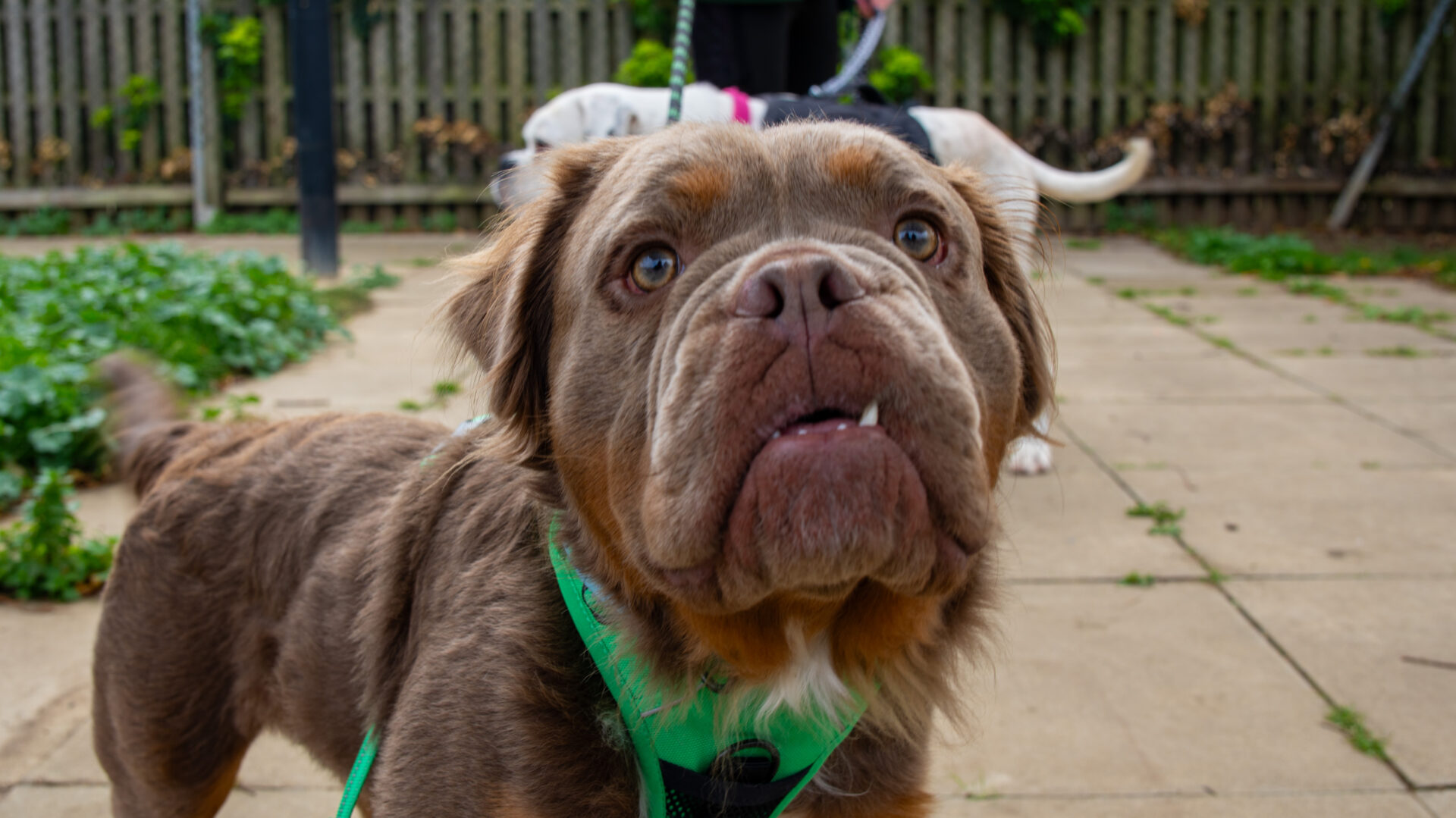 A brown and tan mongrel dog with a green harness looks up toward the camera on a paved path, with another dog and a wooden fence visible in the blurred background.