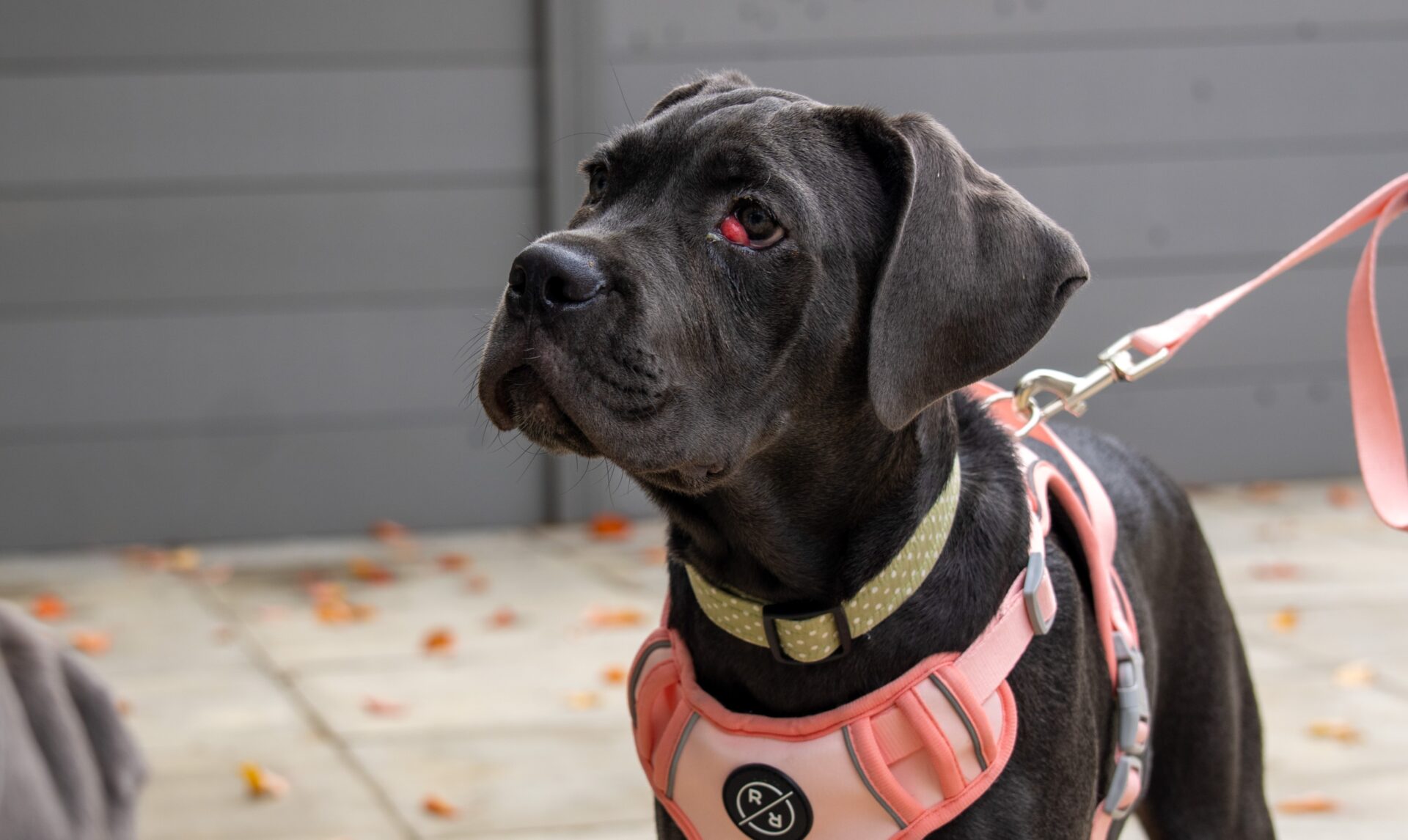 A Cane Corso with a pink harness and yellow collar stands on a leash outdoors. The black dog has a gentle expression and one visible red eye. A gray fence lines the background, with scattered autumn leaves on the ground.