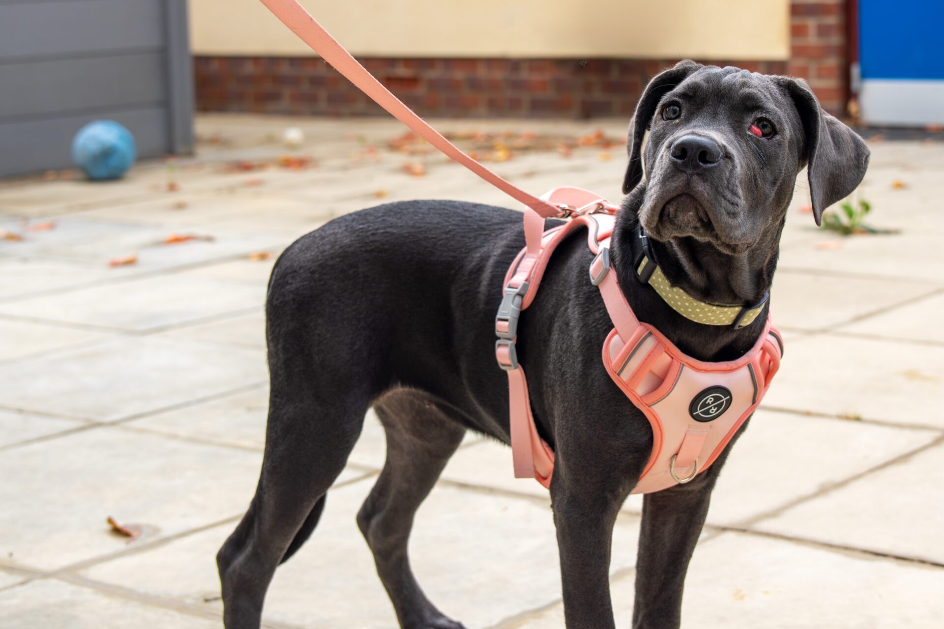 A black Cane Corso wearing a pink harness and yellow collar stands on a paved patio, looking up. The dog has a pink leash attached, and a blue ball is in the background.