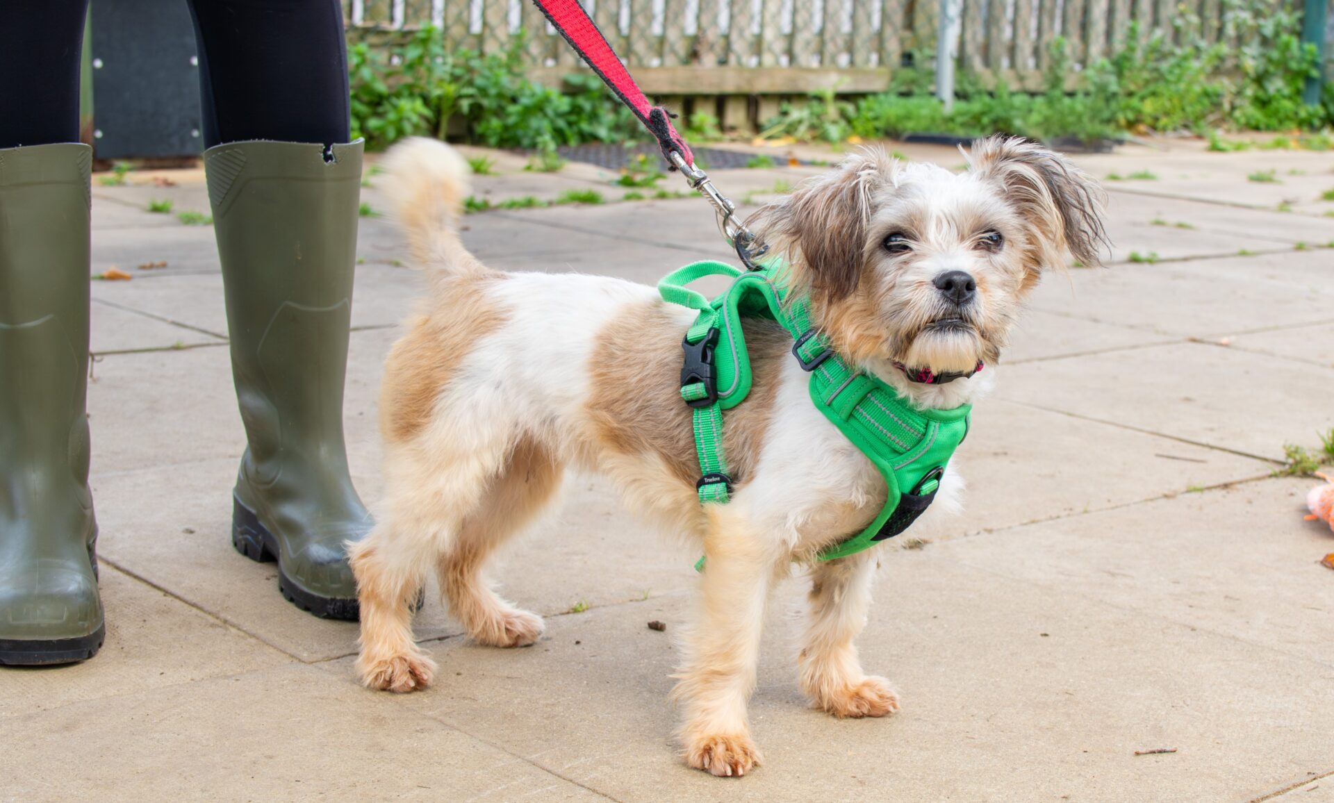 A small, scruffy white and tan terrier wearing a bright green harness stands on a leash outdoors next to a person in green rubber boots. The alert dog’s ears are perked up and its tail is slightly raised.