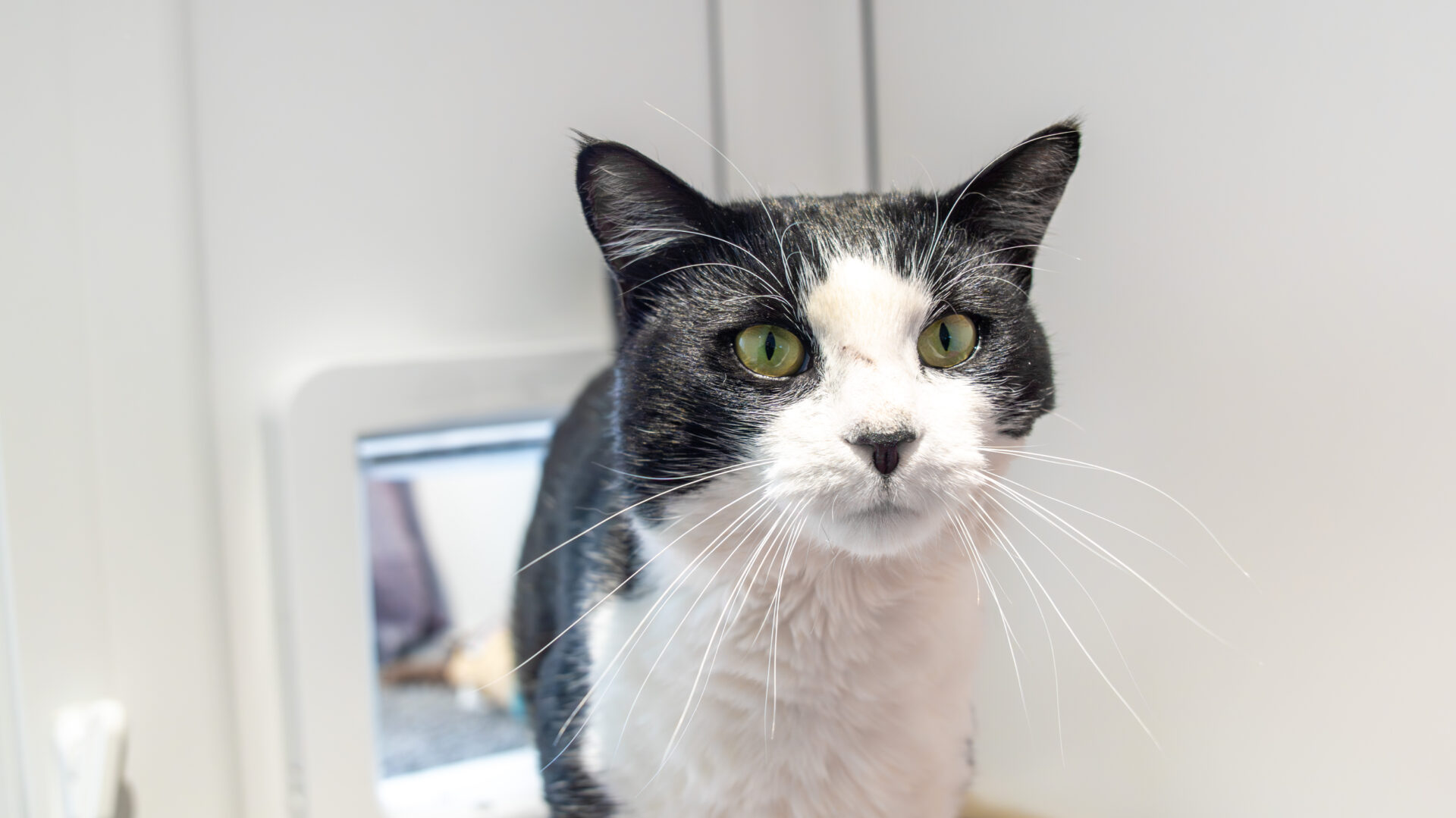 A black and white cat with green eyes sits indoors, facing the camera. The background is white, and a cat door is visible behind the cat.