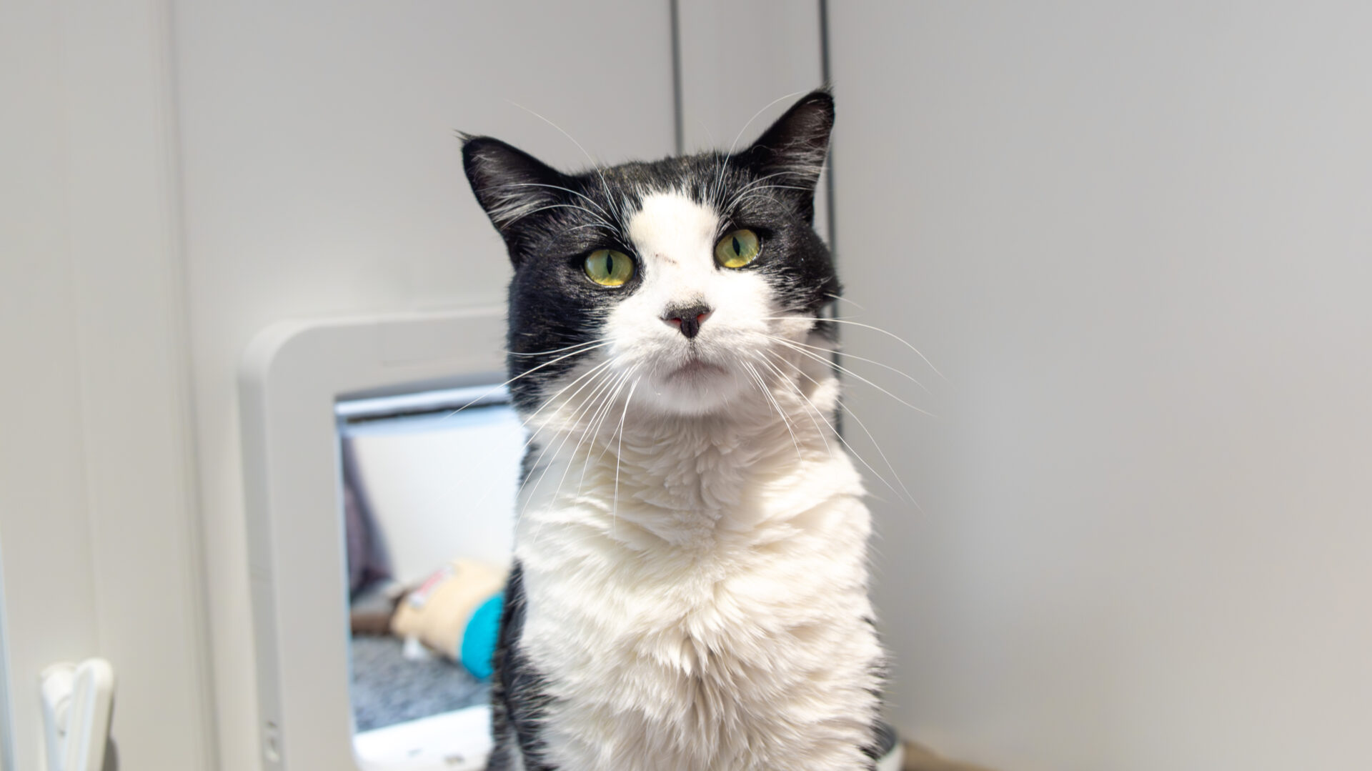 A black and white cat with green eyes sits indoors, looking slightly upward. The setting appears to be a clean, modern room.