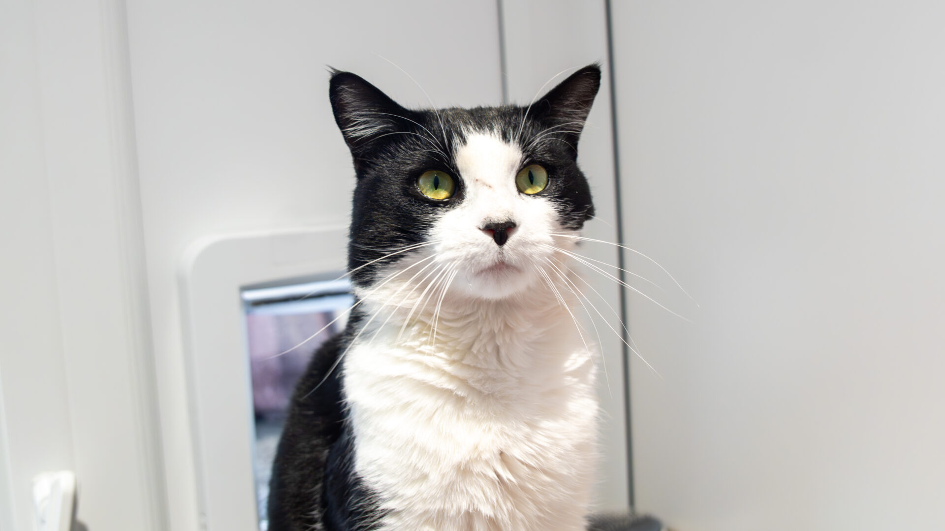 A black and white cat with green eyes sits indoors in front of a white wall and a pet door, looking slightly upward with an alert expression.