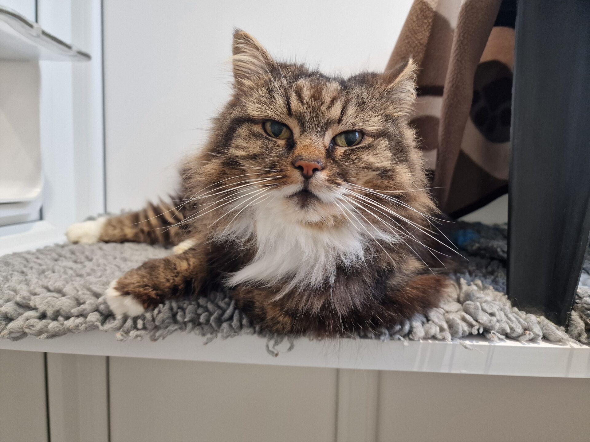 A fluffy brown and white cat with green eyes lies on a gray knitted mat, looking directly at the camera. There is a blanket with paw prints and white furniture in the background.