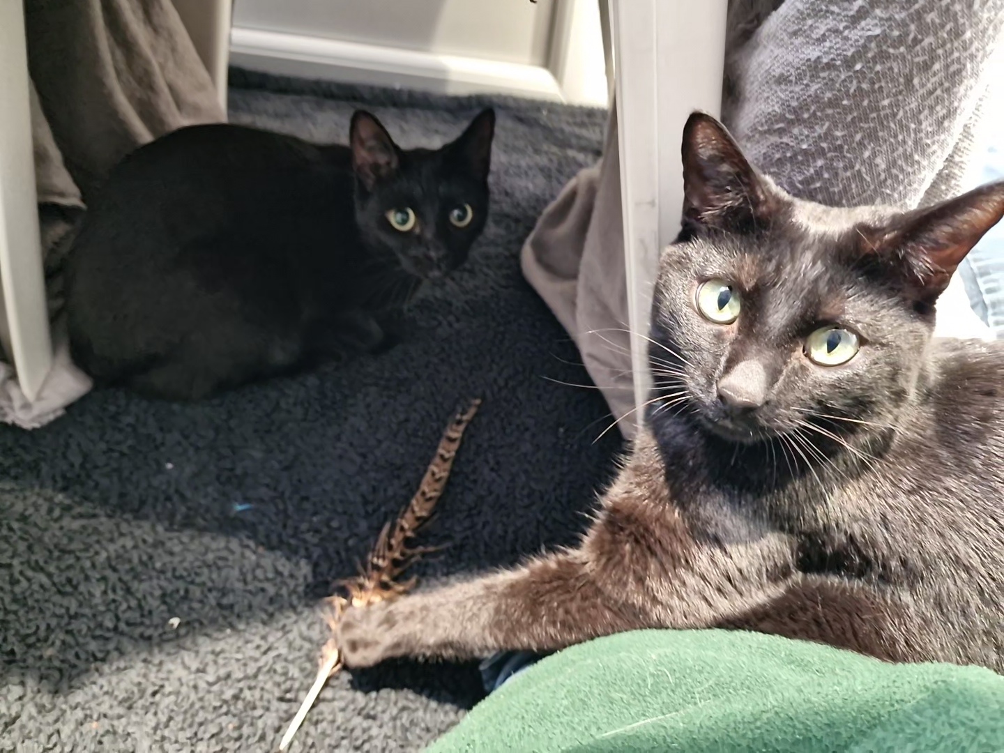 Two black cats with green eyes are sitting on a dark carpet. One cat is in the foreground, holding a brown feather, while the other cat sits in the background, both looking toward the camera.