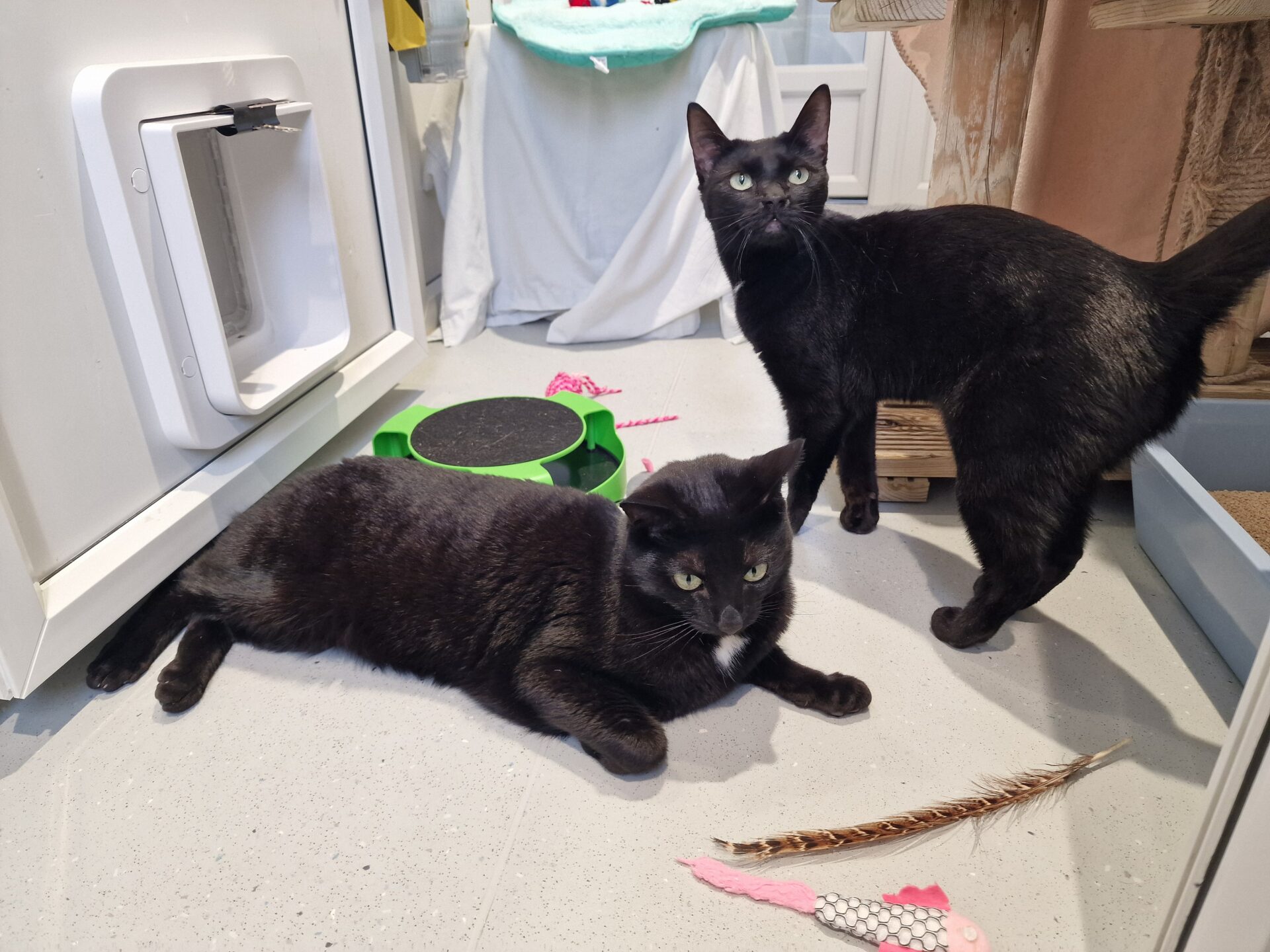 Two black cats are in a room with cat toys scattered on the floor. One cat is lying down while the other stands nearby, both looking attentively toward the camera. A cat door and a piece of furniture are visible in the background.