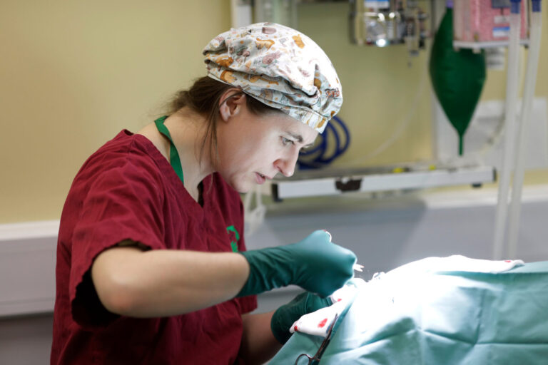 A veterinarian wearing a patterned surgical cap and maroon scrubs carefully performs surgery, dedicated to saving pets' lives, on an animal patient under bright operating lights in a clinical setting.