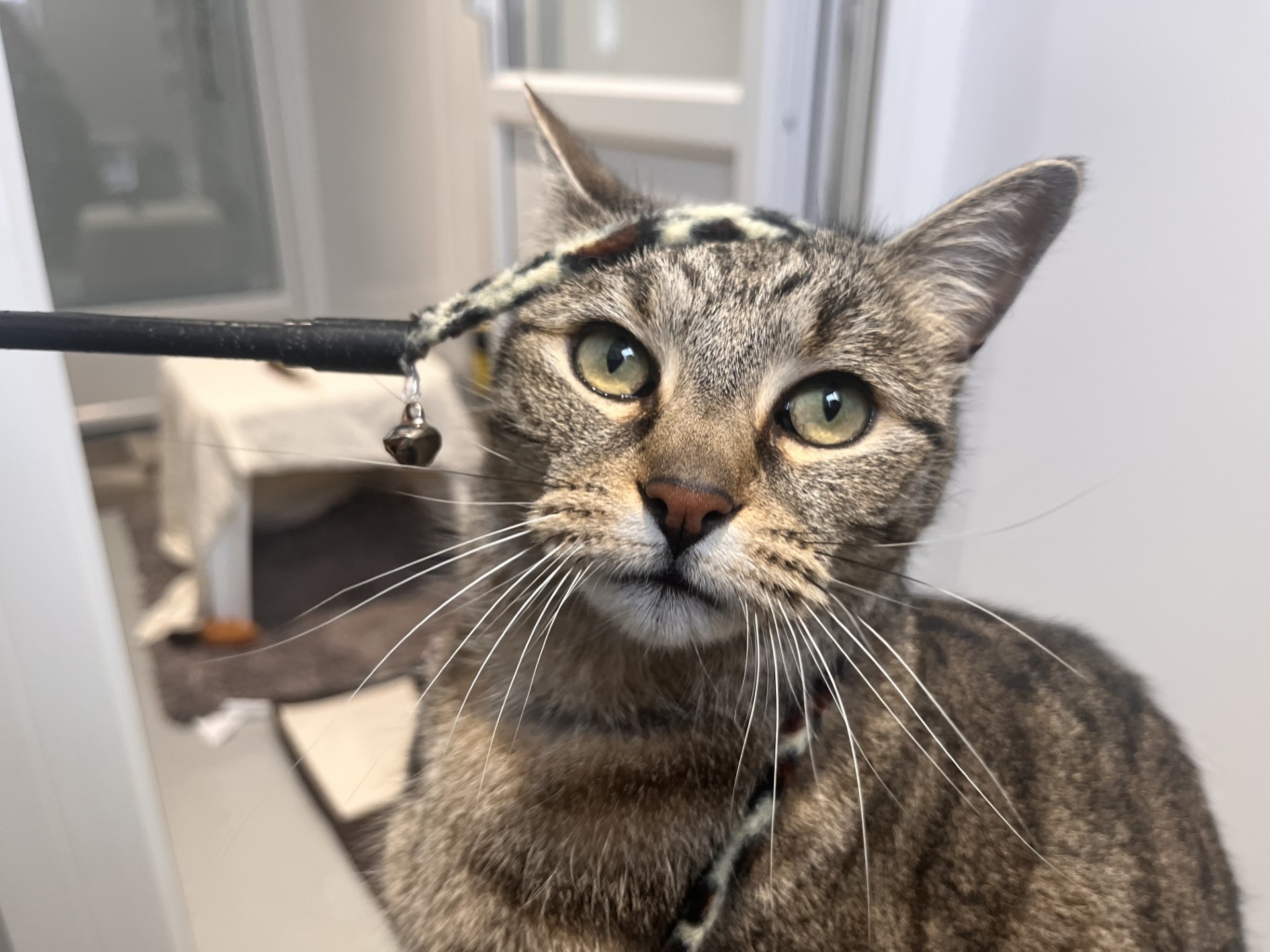 A tabby cat with green eyes looks up at a fuzzy wand toy with a bell, which is being held close to its face in a bright indoor room with light-colored walls and furniture.