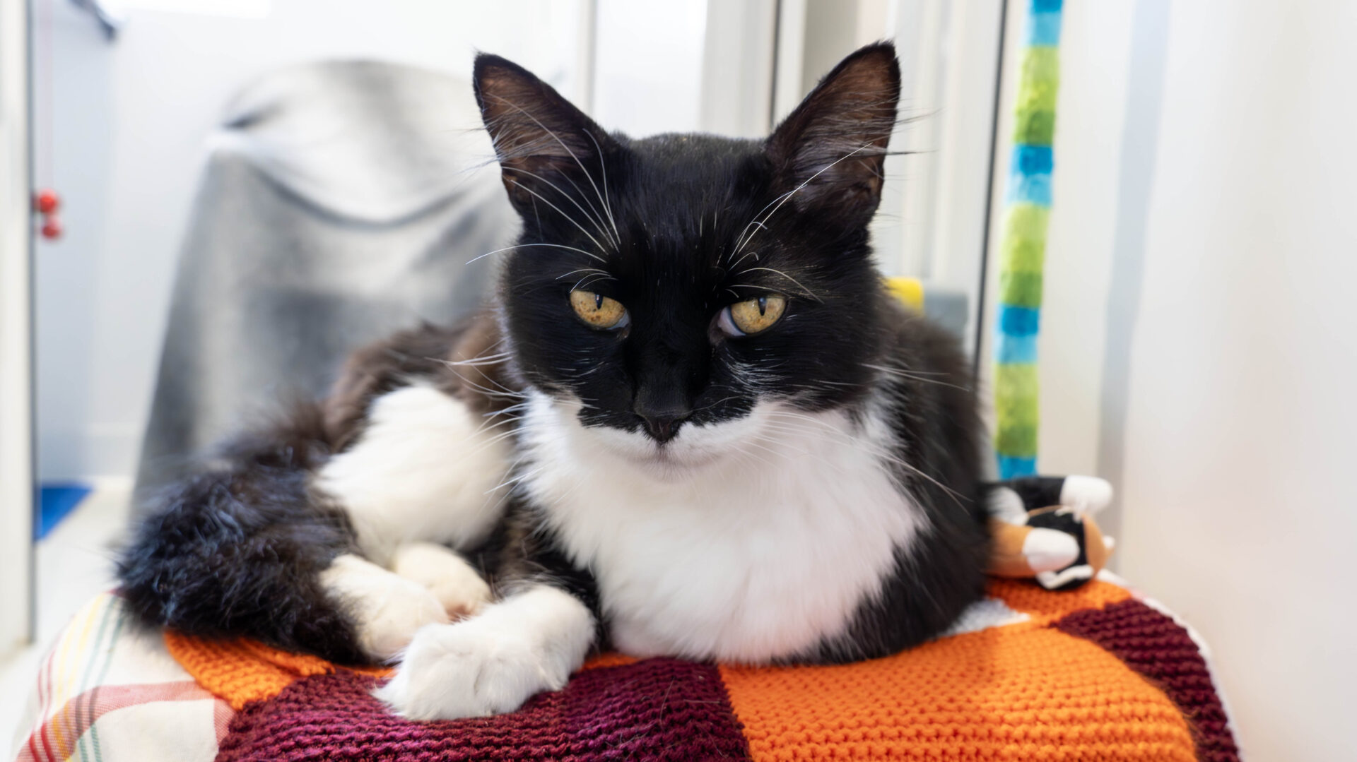 A black and white cat with yellow eyes lounges on an orange, red, and purple knitted blanket, looking directly at the camera in a brightly lit indoor setting.