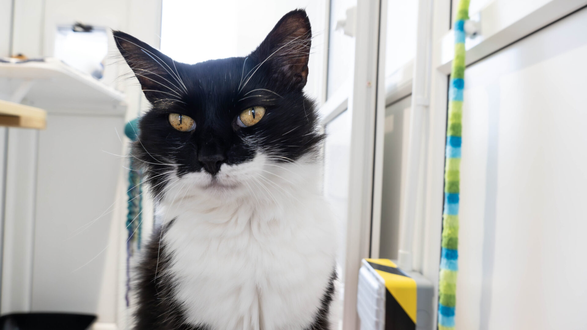 A black and white cat with yellow eyes sits indoors, looking slightly to the left. Sunlight streams in from nearby windows, and colorful objects are visible in the blurred background.