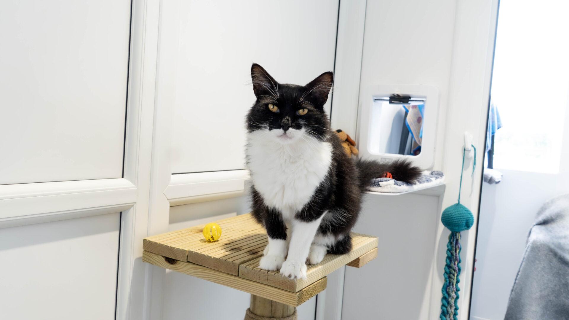 A black and white cat with yellow eyes sits on a wooden platform in a bright, modern room. A yellow toy and various cat accessories are visible in the background.