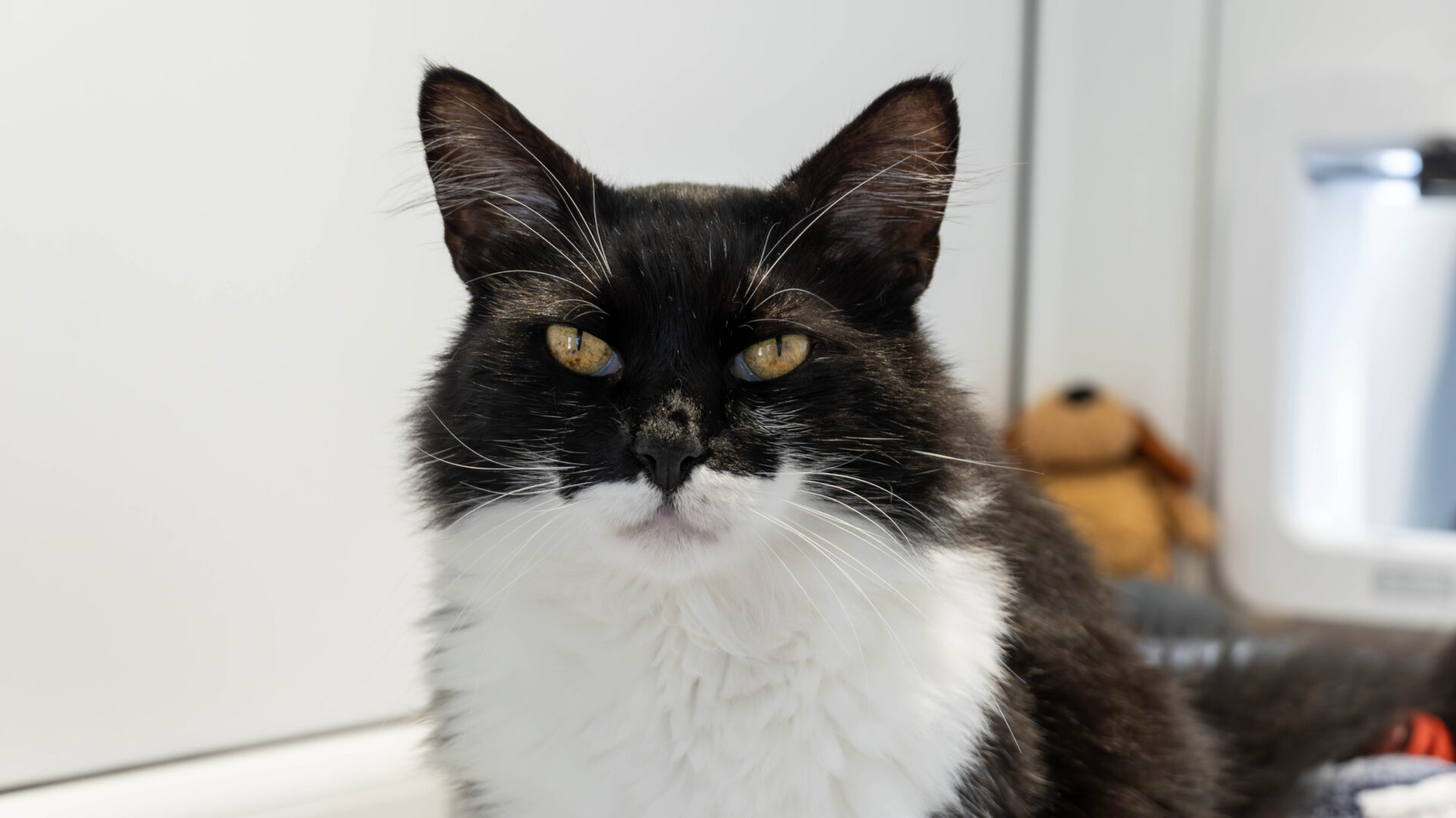 A black and white cat with yellow eyes is sitting indoors, looking directly at the camera. There is a small brown stuffed animal in the blurry background.