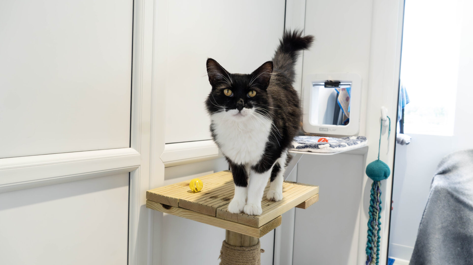 A black and white cat stands on a wooden cat perch with a yellow toy, inside a bright room with white walls and cat accessories visible in the background.