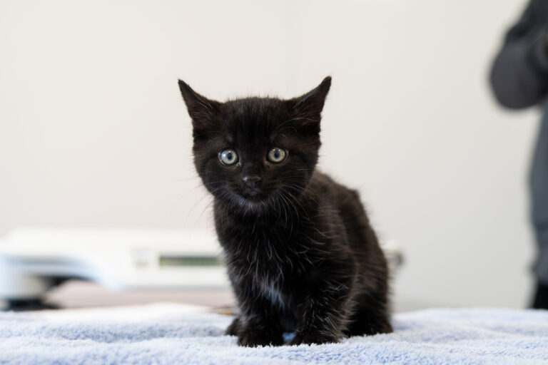 A small black kitten with blue eyes sits on a light blue towel, looking directly at the camera. The out-of-focus background features a white and gray setting, possibly a veterinary clinic.