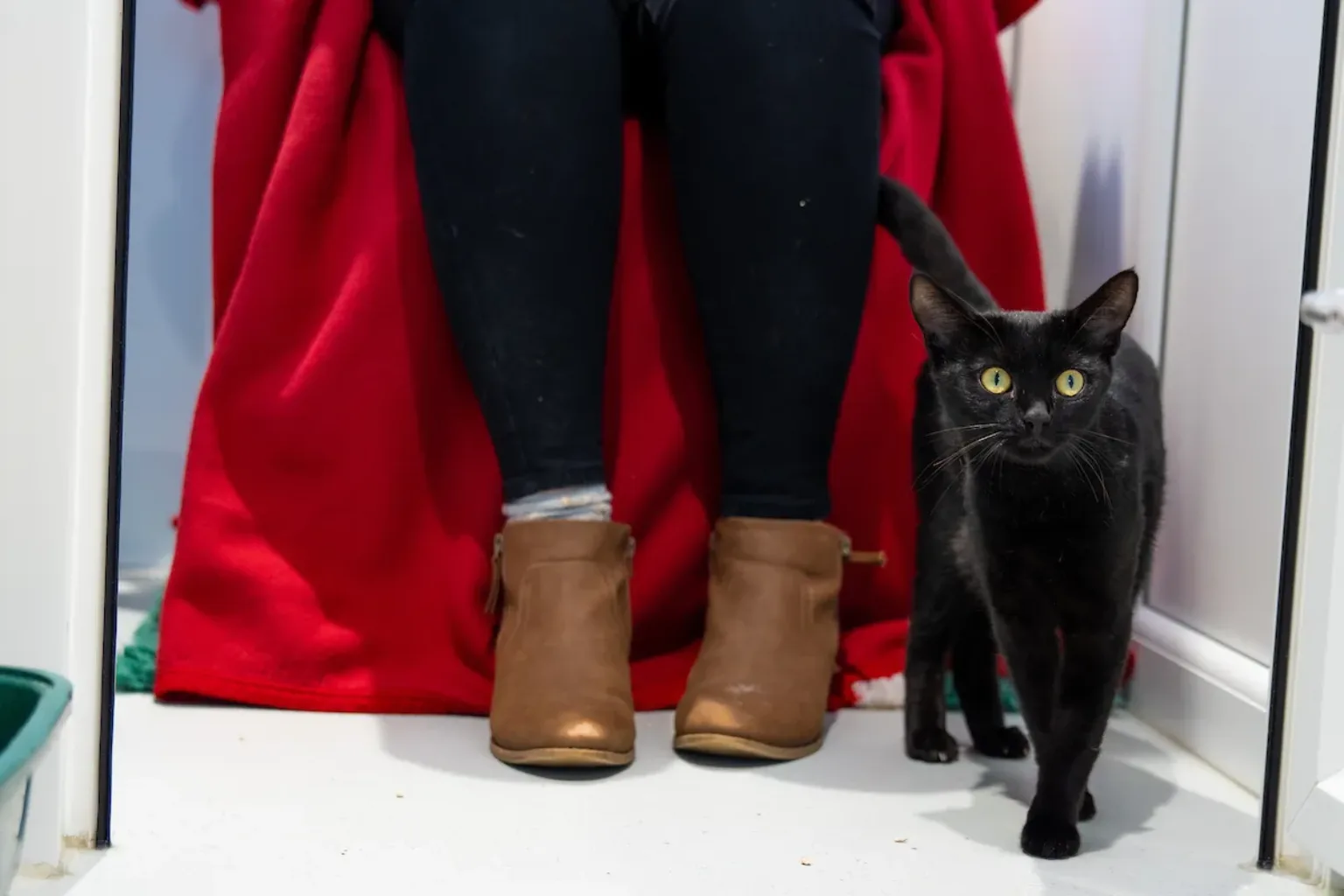 A black cat with bright green eyes walks past a person sitting on a chair draped in a red blanket.