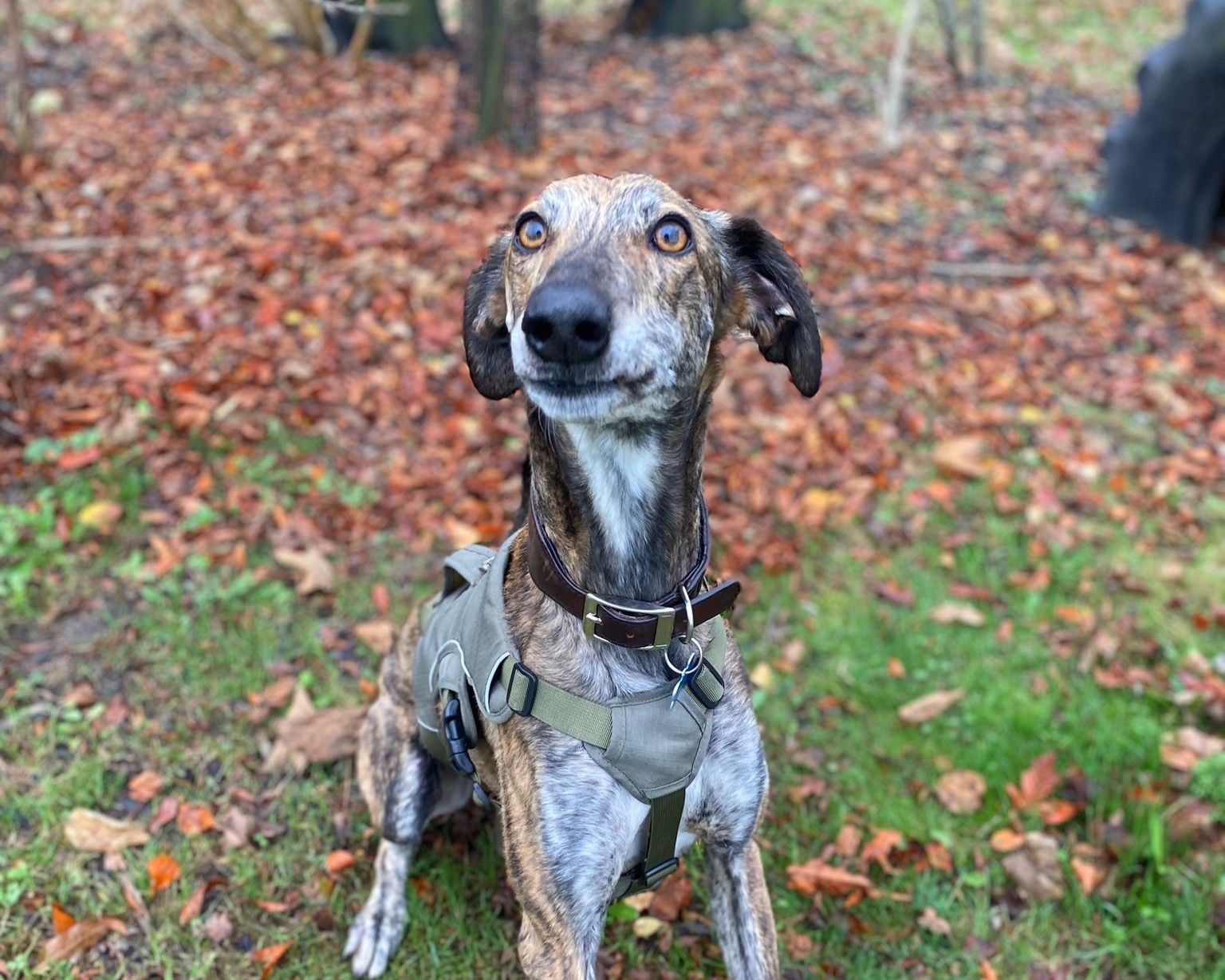 A brown and white Lurcher with a brindle coat, wearing a harness, sits alertly on grass and autumn leaves, looking slightly upward with ears perked.