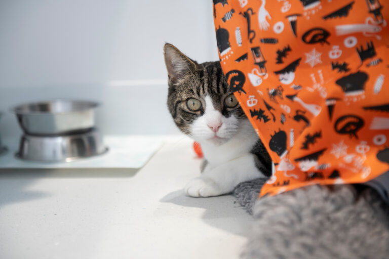 A tabby cat with white markings lies on the floor, partially hidden behind an orange Halloween blanket/ A metal food bowl and a mat are in the background.
