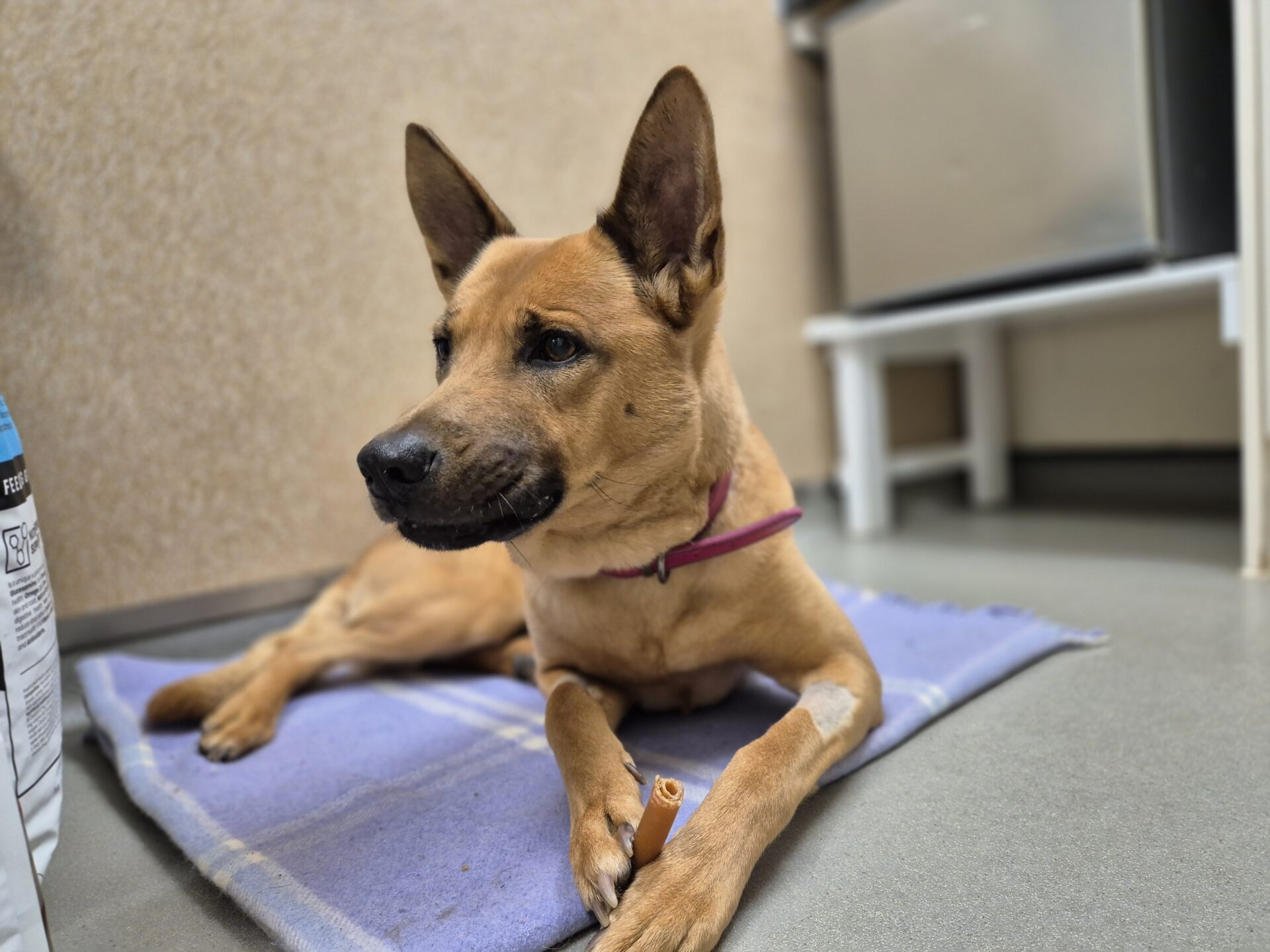 A tan dog with upright ears and a pink collar lies on a purple blanket, holding a brown chew with its front paw, inside a room with beige walls and a white table in the background.