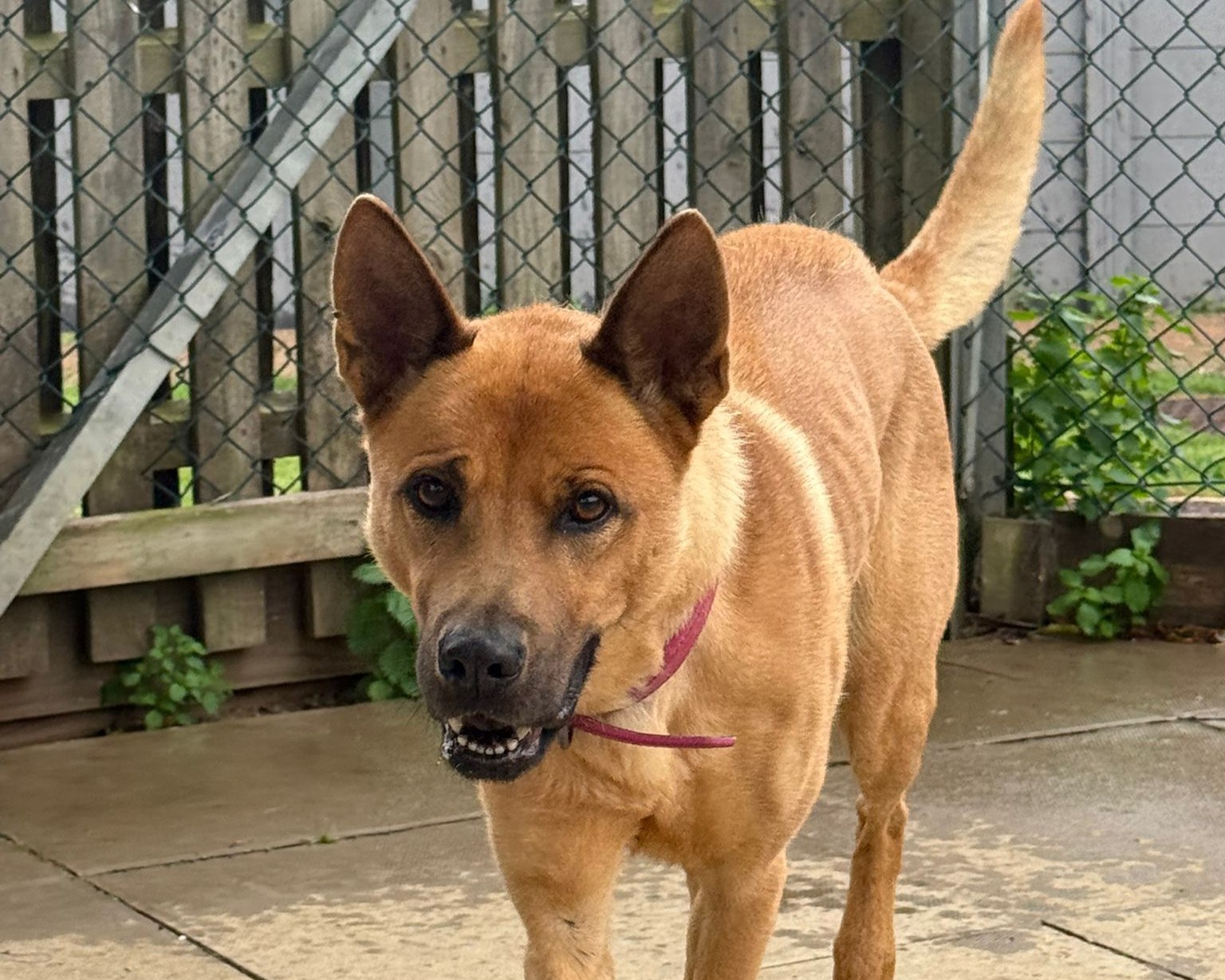 A tan dog with upright ears and a pink collar stands on a wet patio in front of a chain-link fence, looking toward the camera with its mouth partially open.