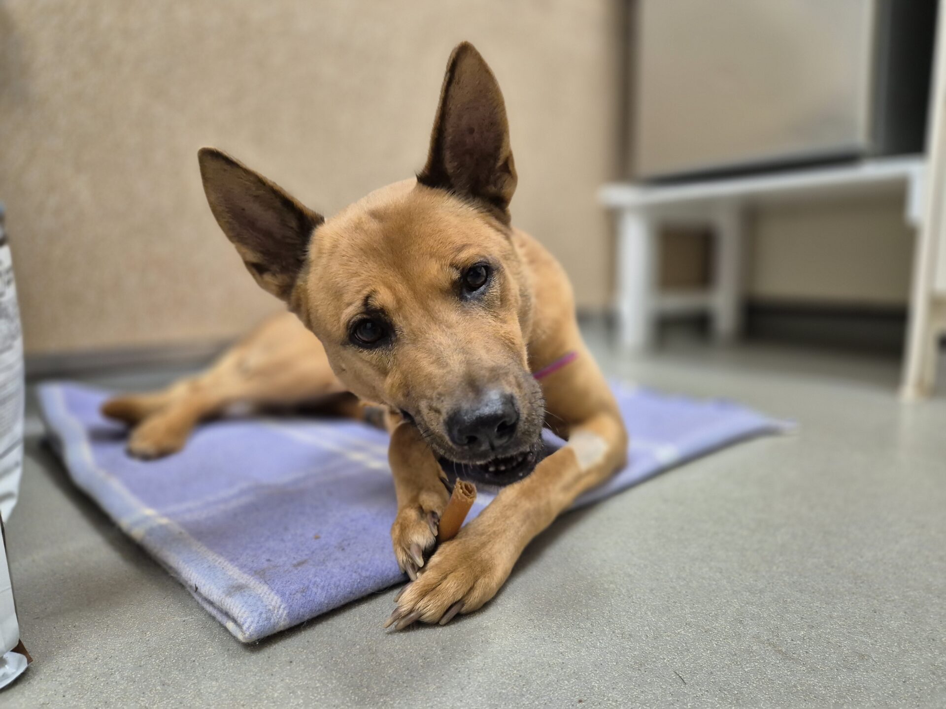 A tan dog with large ears lies on a purple blanket, chewing on a treat. The setting appears to be indoors with light-colored walls and a white table in the background.