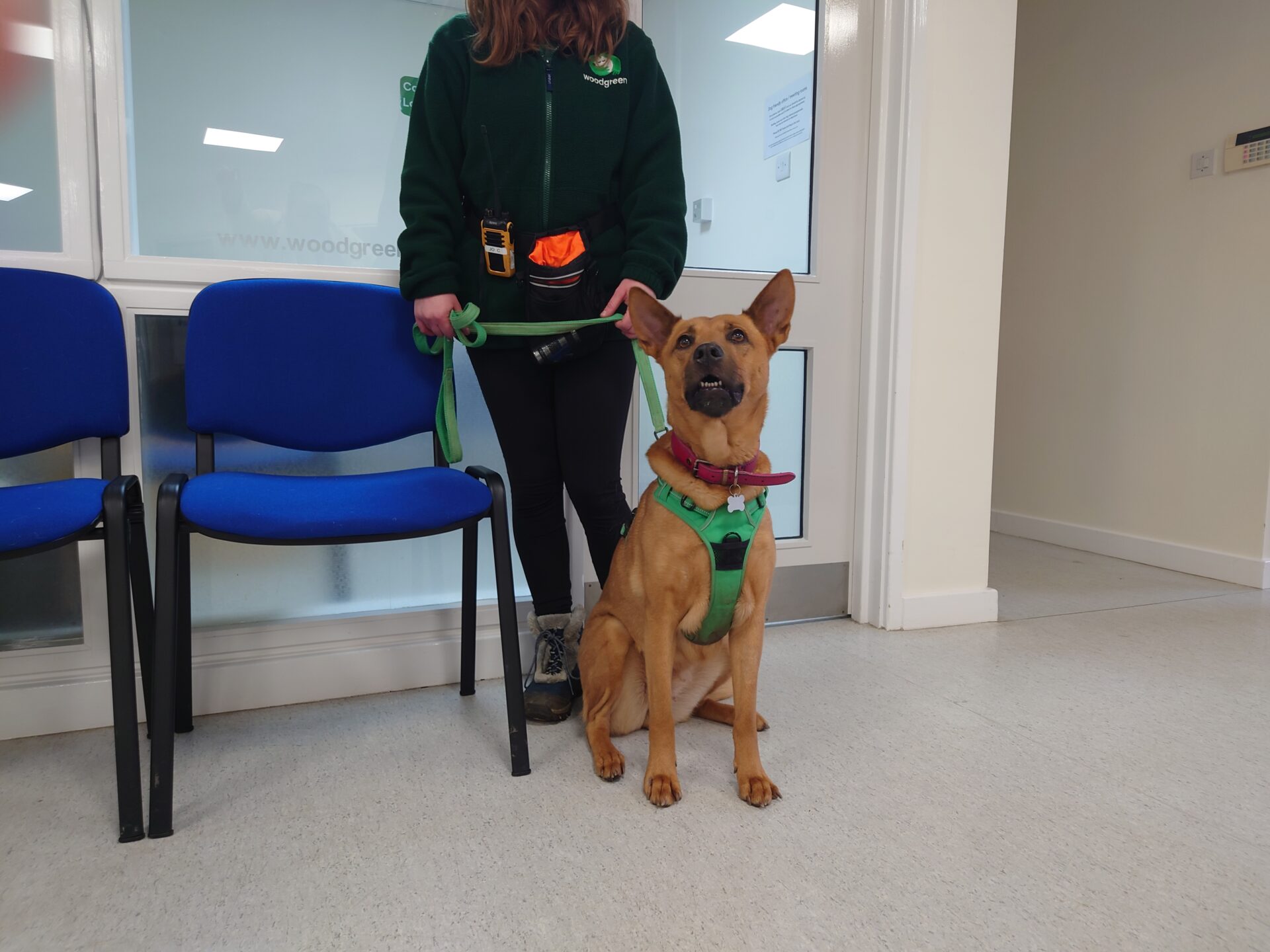 A brown dog wearing a green harness sits on a white floor beside two blue chairs, held on a green leash by a person in a green jacket whose face is out of frame.