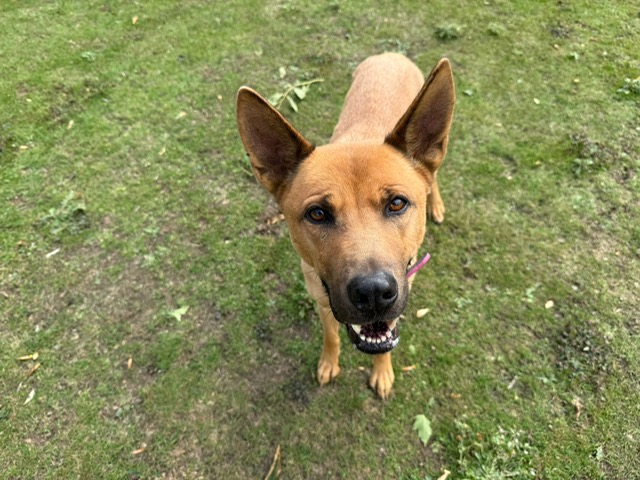 A light brown dog with large, upright ears stands on green grass, looking up at the camera with its mouth slightly open, showing its teeth. The dog wears a red collar.