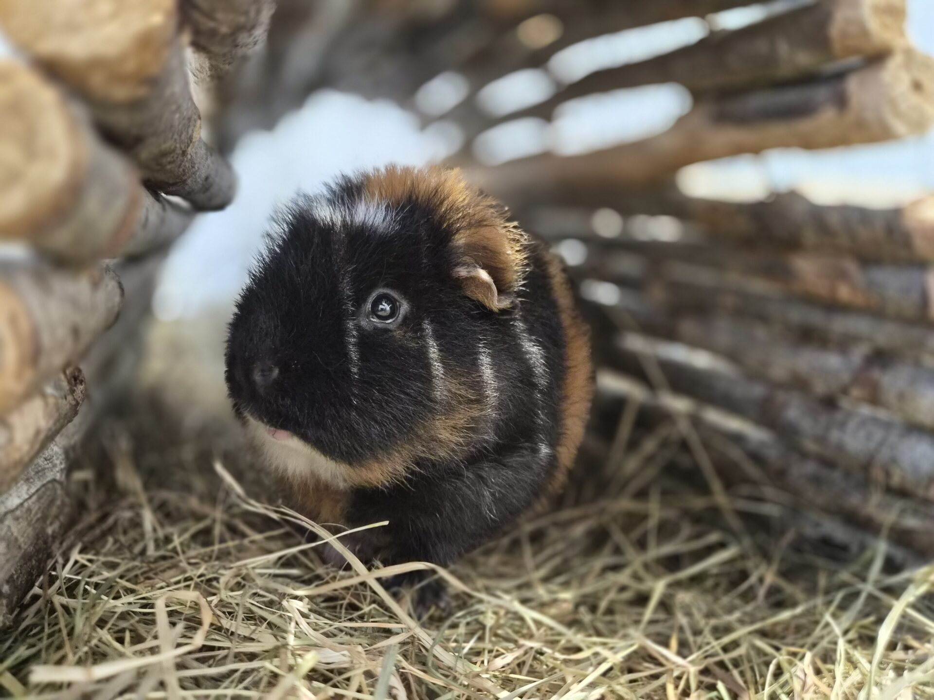 A black, brown, and white guinea pig sits on hay beneath a tunnel made of curved wooden sticks, looking slightly upward with a curious guinea pig expression.