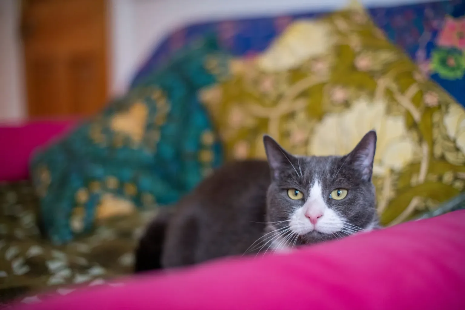 A gray and white cat with green eyes lies on a couch with colorful, patterned pillows in the background. Looking relaxed and gazing at the camera.