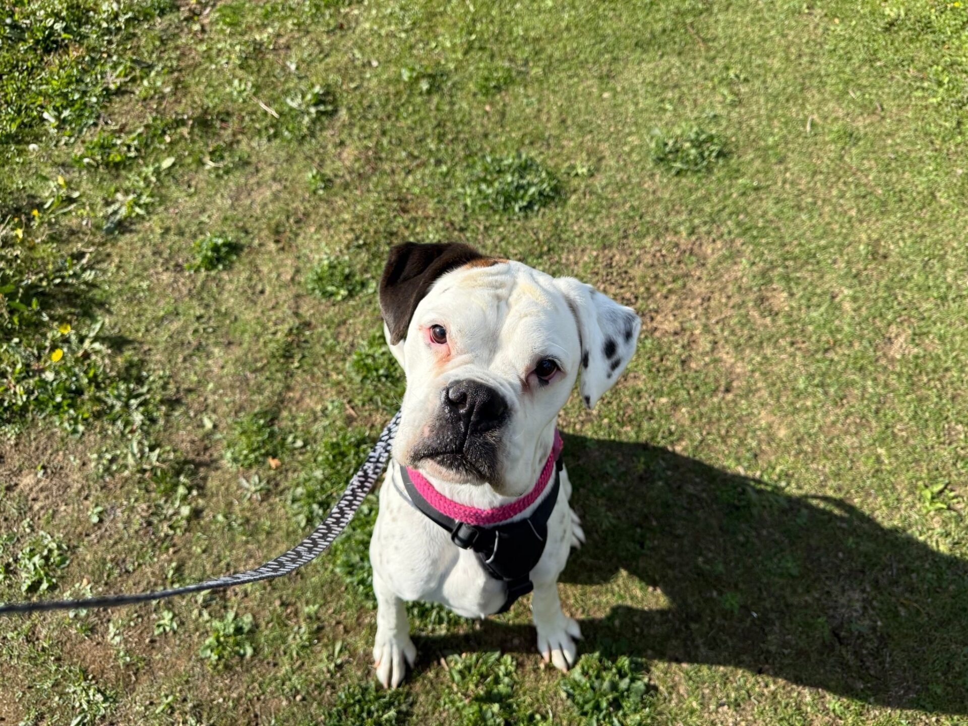 A white Boxer dog with a black ear, wearing a pink harness and lead, sits on grass and looks up at the camera in bright sunlight.