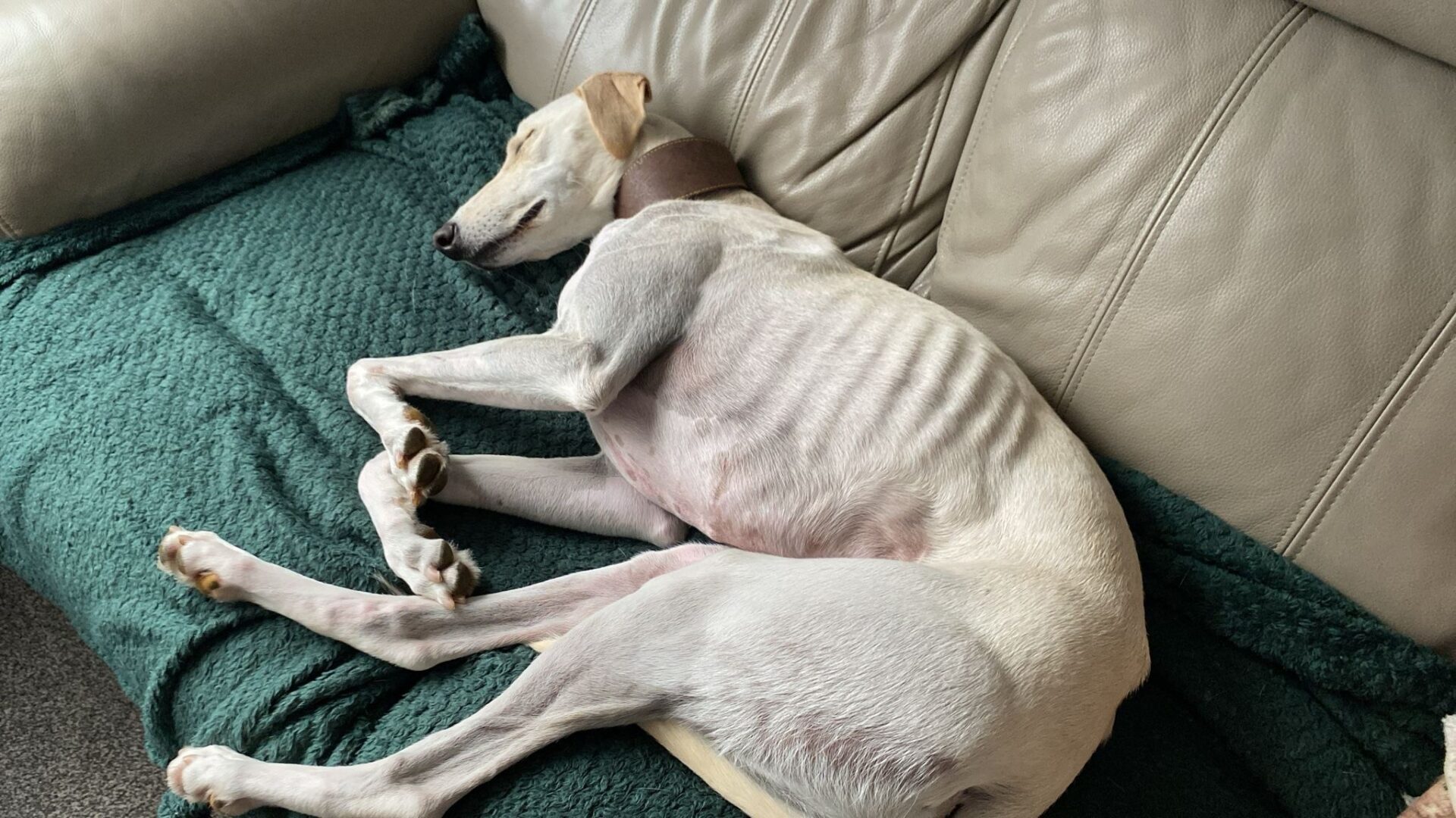 A white Lurcher with a brown collar is sleeping on a green blanket on a beige couch, lying on its side with its legs curled comfortably.