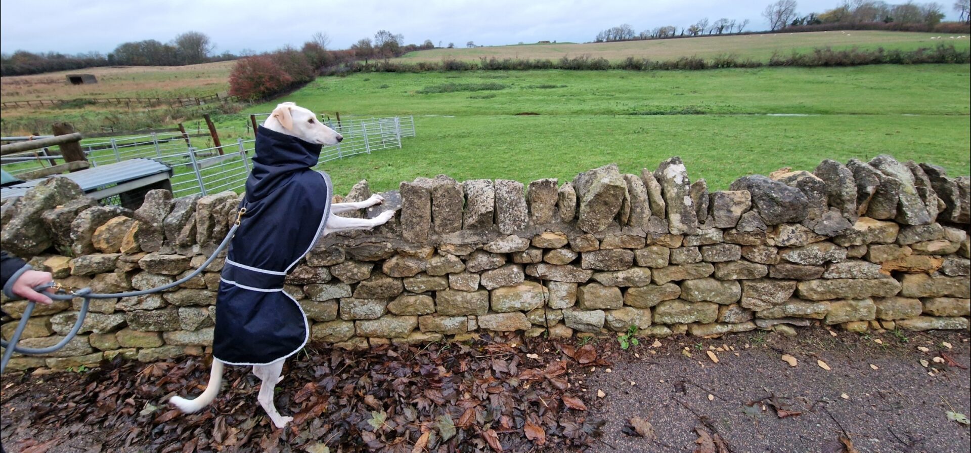 A tall dog wearing a dark coat stands on its hind legs, looking over a stone wall at a green field. The dog is on a leash, and the scene appears to be in the countryside on a cloudy day.