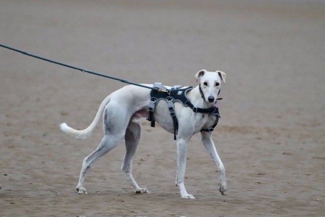 A slender white Lurcher wearing a harness and leash walks on a sandy beach, looking toward the camera. The background is out of focus, highlighting the dog.