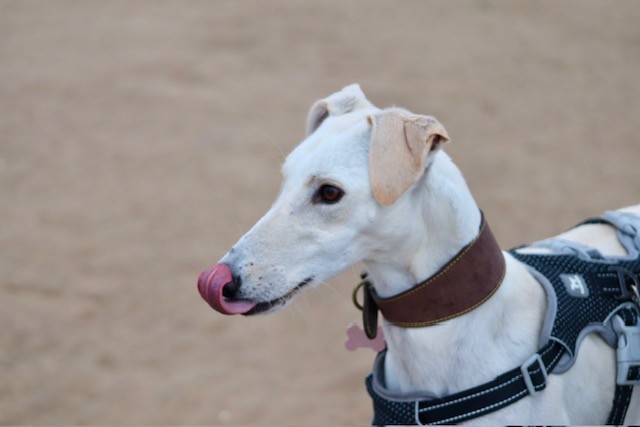 A white Lurcher with a brown collar and black harness stands on sandy ground, looking to the side with its tongue curled up and licking its nose.
