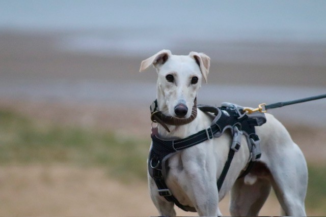 A white lurcher in a black harness stands on a leash outdoors, with a blurred sandy beach and blue water in the background.