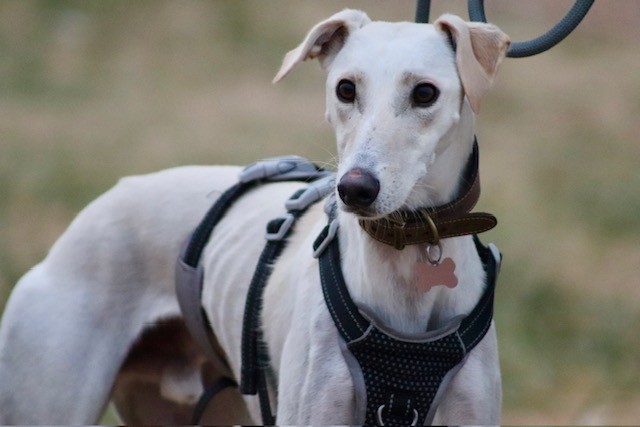 A light-colored lurcher wearing a black harness and collar stands outdoors on grass, looking attentively to the side. The dog has upright ears and a leash attached to its harness.