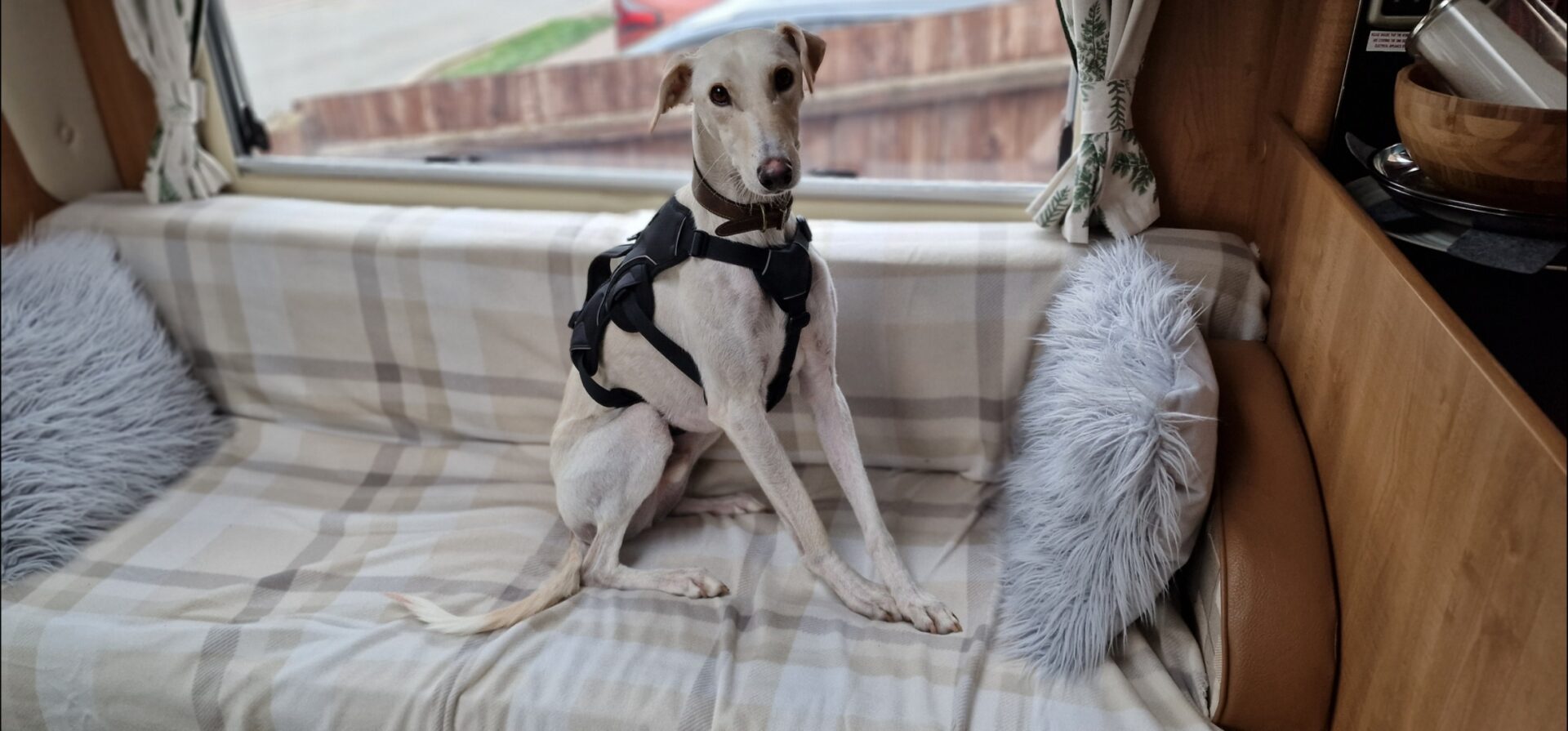 A slender white dog wearing a black harness sits on a plaid-covered sofa inside a cozy camper, with two fluffy gray pillows on either side and a window in the background.