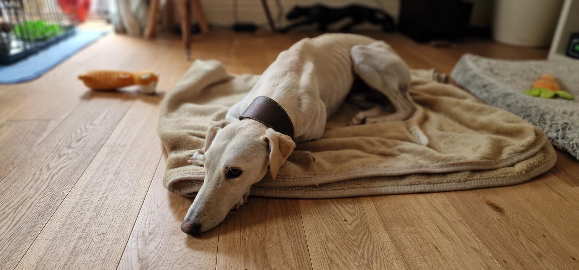 A light-colored Lurcher wearing a brown collar lies on a tan blanket on a wooden floor, looking relaxed. Dog toys and furniture can be seen in the background.