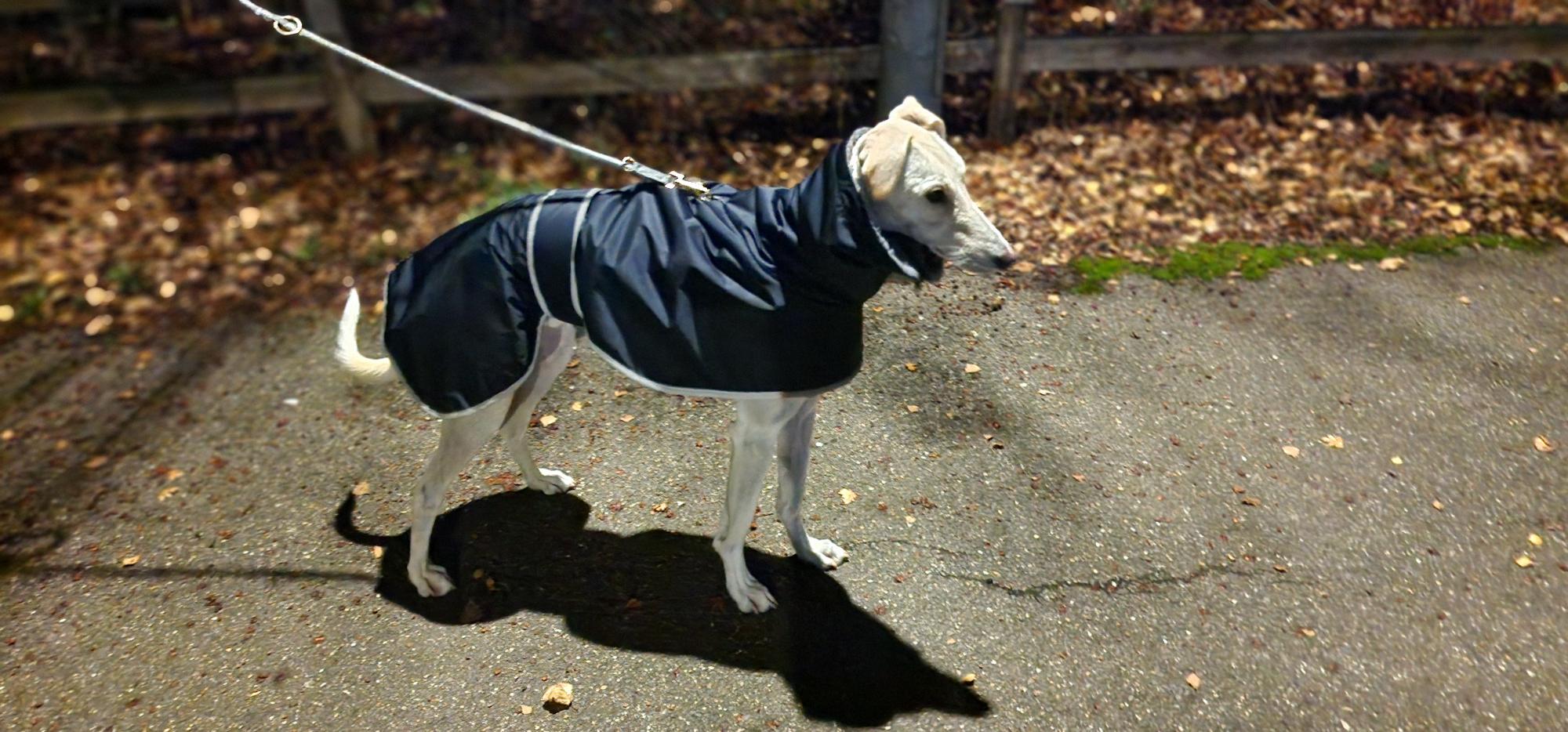 A light-colored Lurcher wearing a dark coat stands on a paved path at night, attached to a leash, with autumn leaves scattered on the ground and a wooden fence in the background.