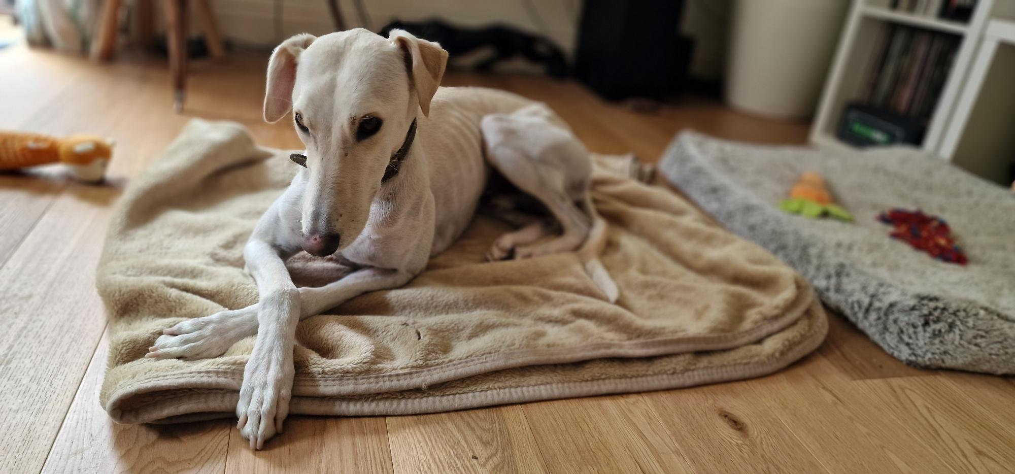 A slender white Lurcher with crossed front legs lies on a beige blanket on a wooden floor, surrounded by toys and another blanket in a cozy indoor setting.